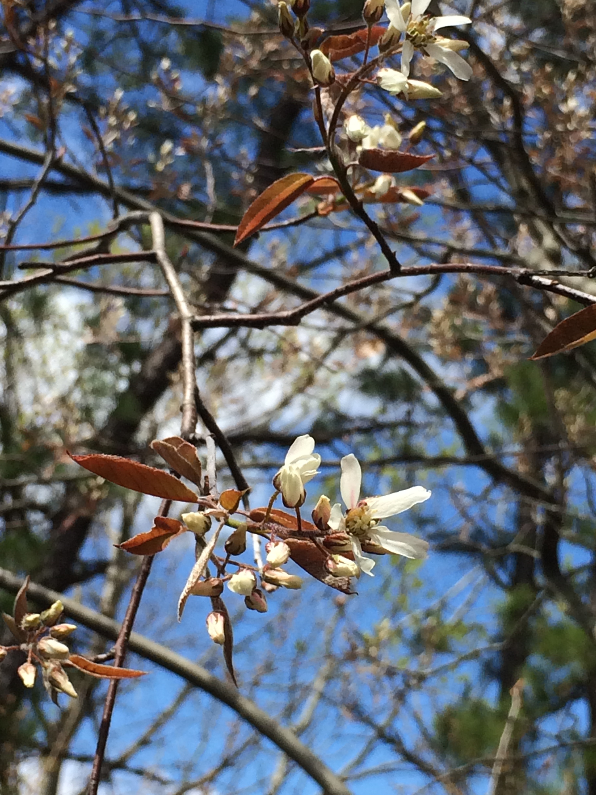 Serviceberry (Amalanchier)