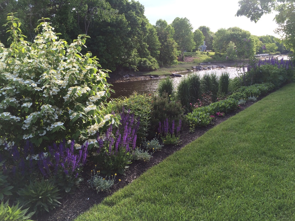 Riverside garden with Viburnum and Lupine