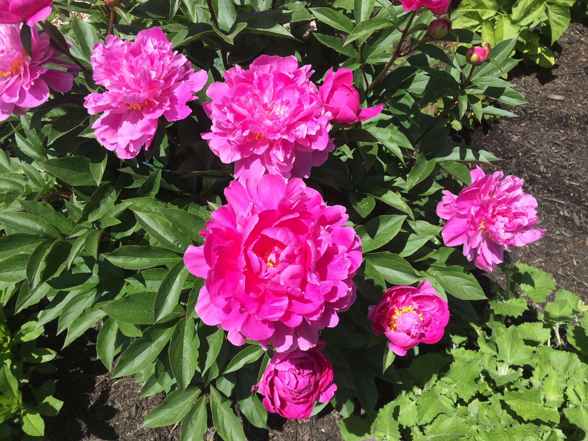 Our first Peony of the year!