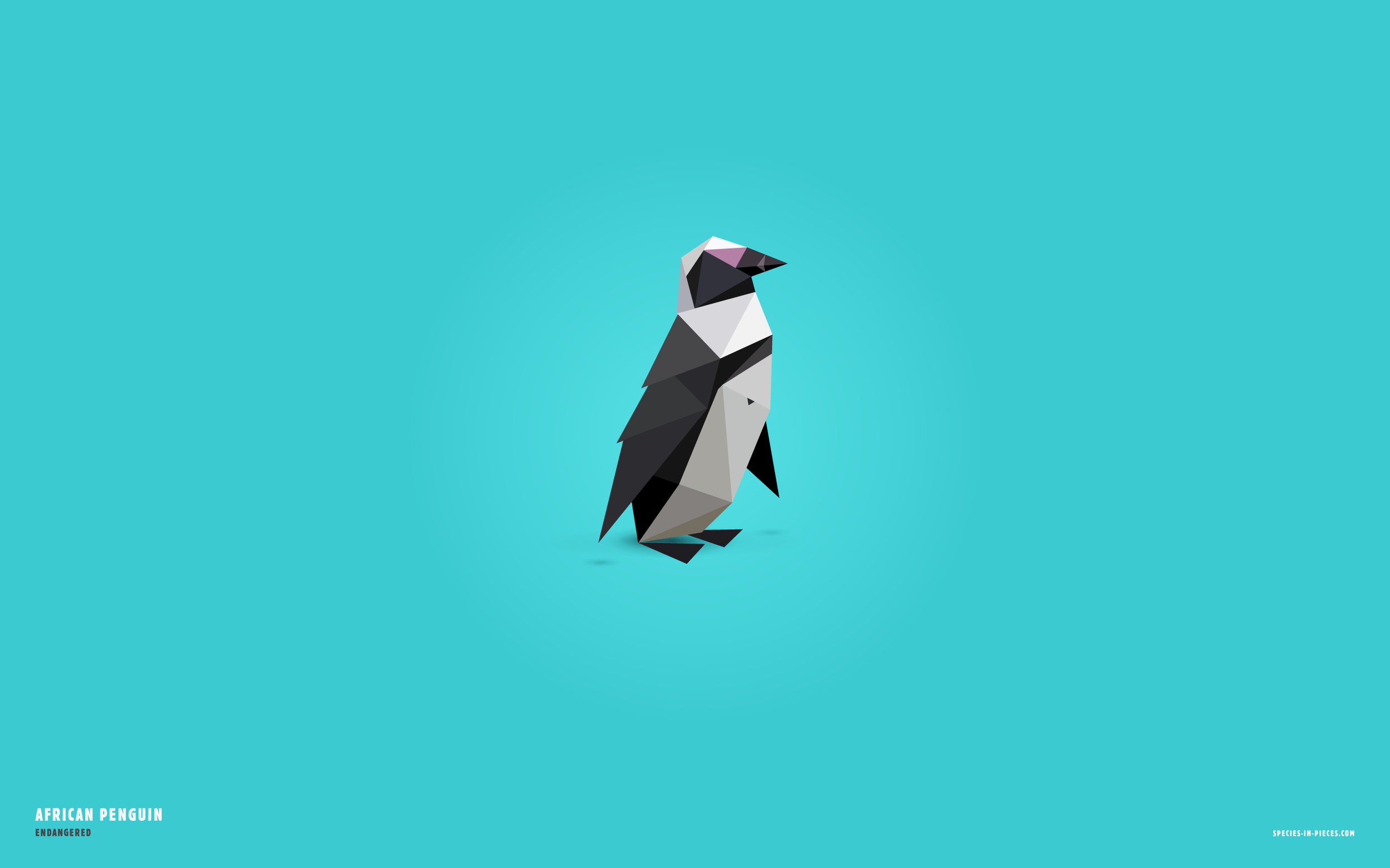 2560x1600_penguin.png