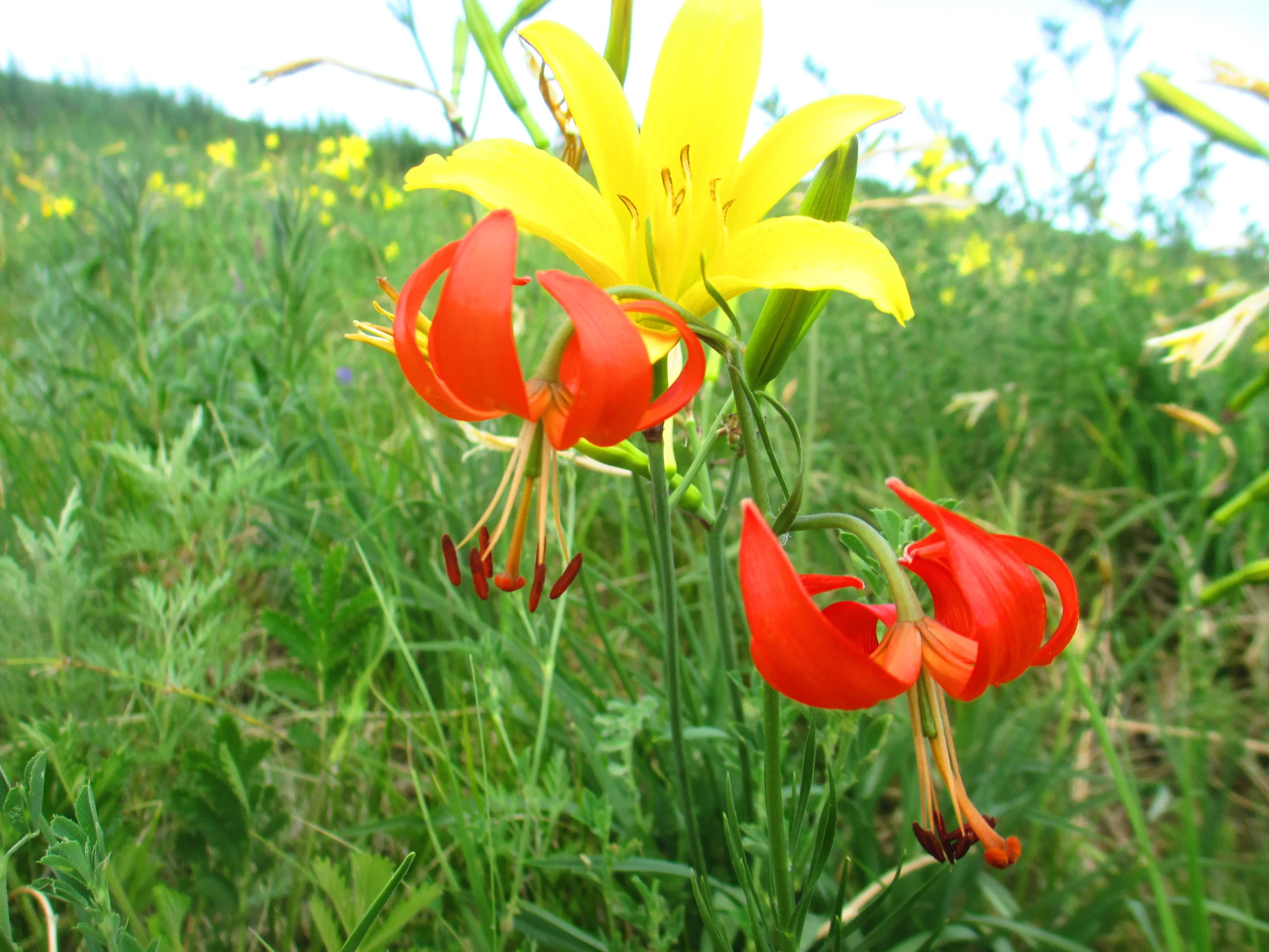 wild flowers covering acres