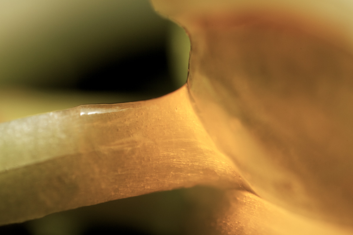 macro_sprout_glow_2.jpg