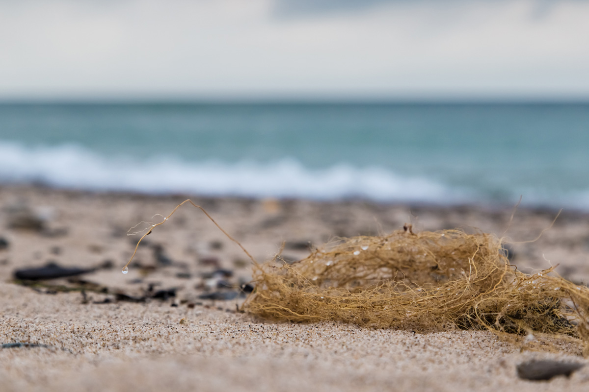 mich_day_beach_nest.jpg
