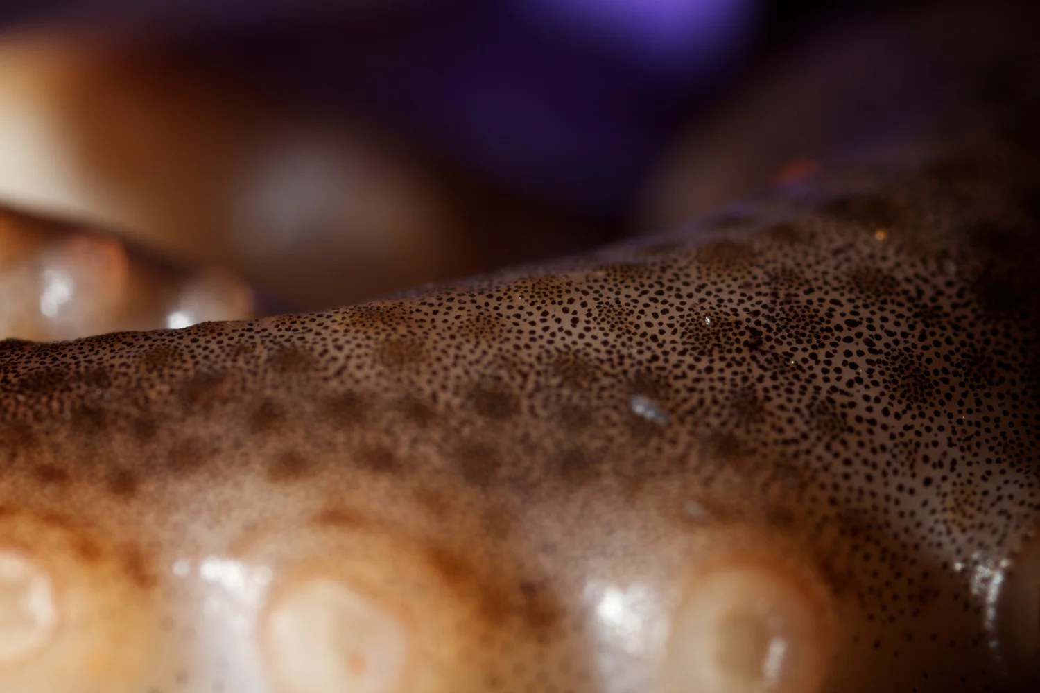 Octopus 4.jpg