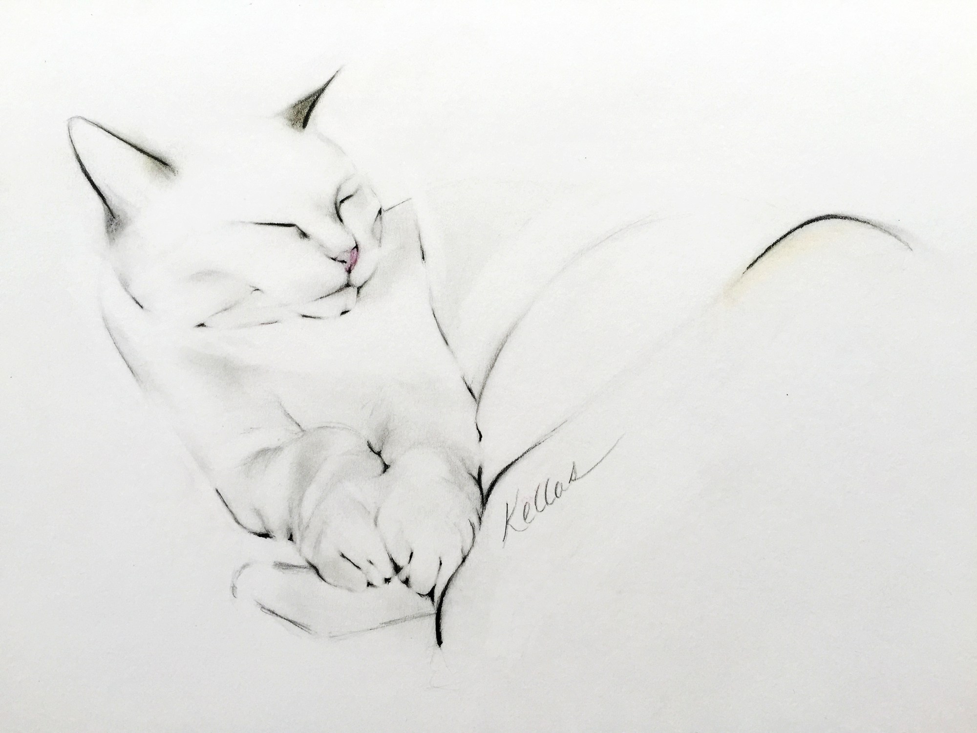Sleeping cat.