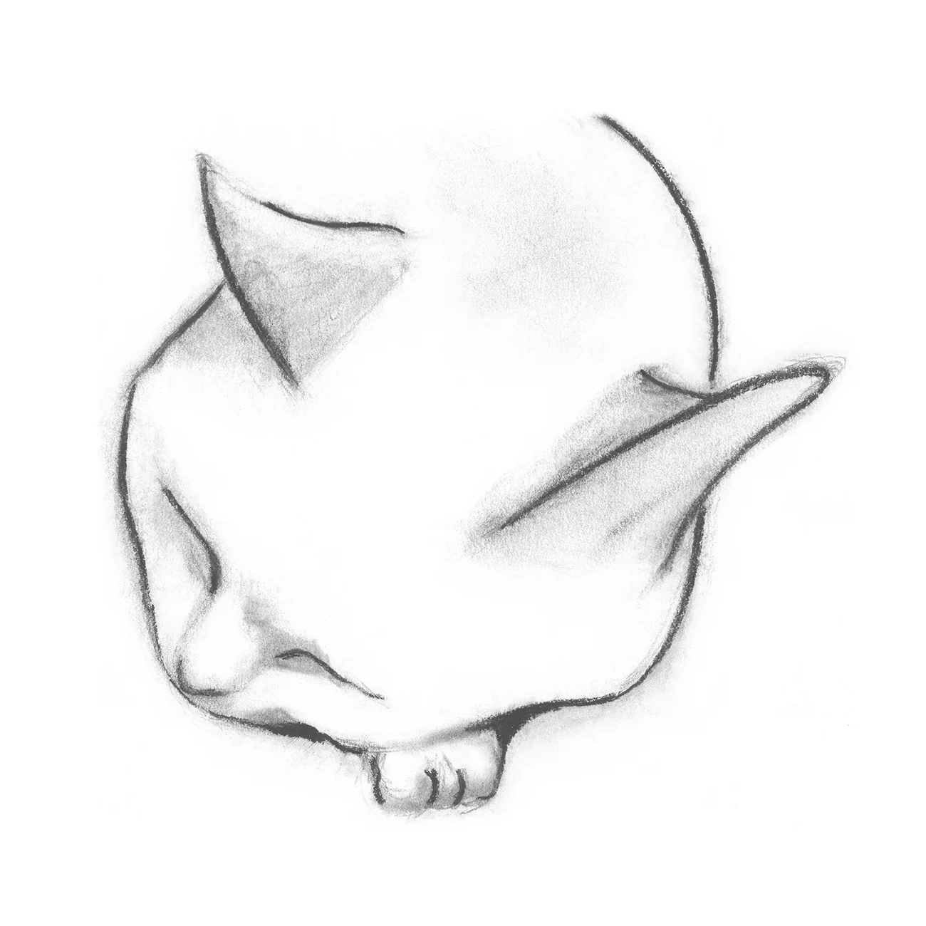 firstcat_image_square_w.jpg