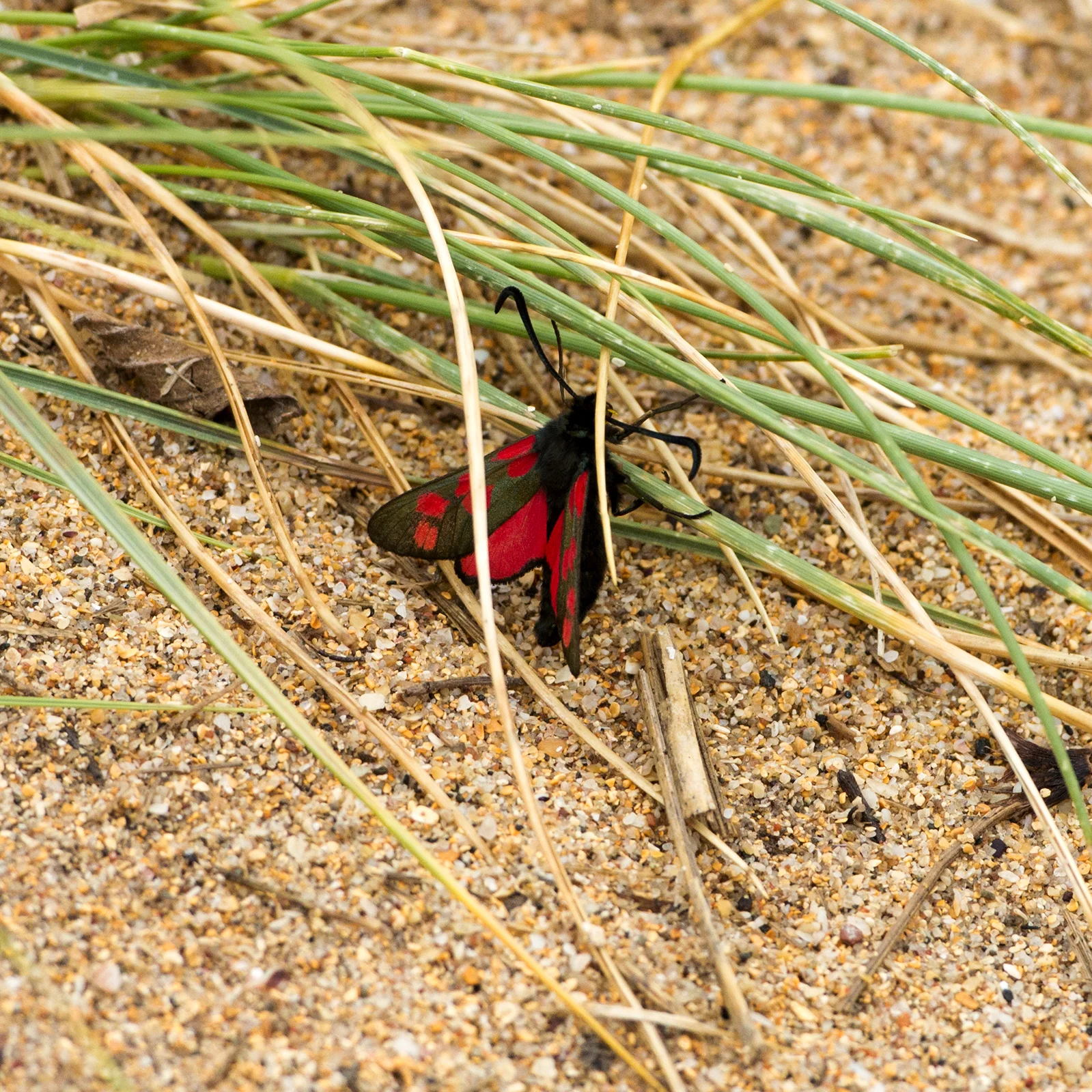 coll_burnet_moth_w.jpg