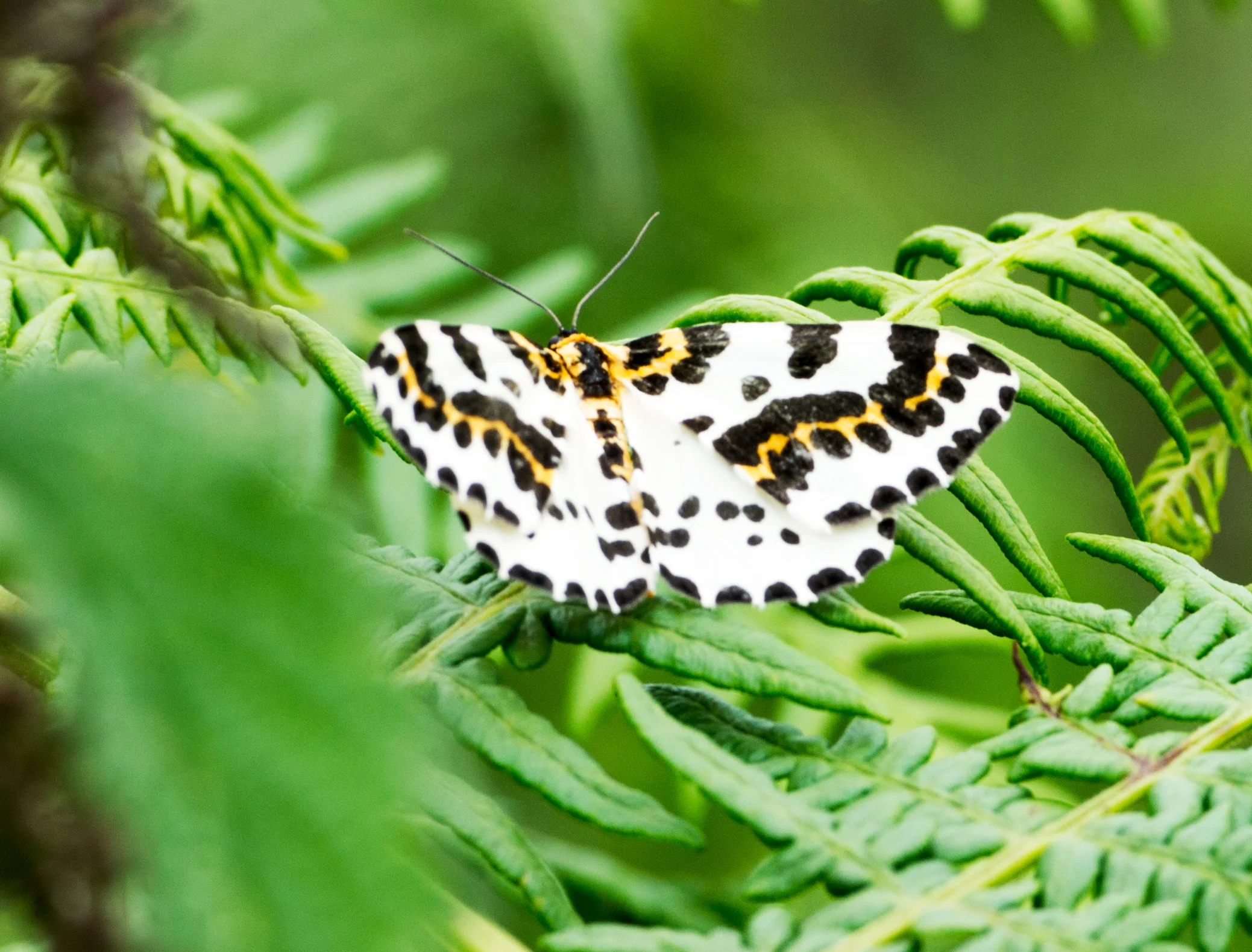 coll_butterfly_w.jpg