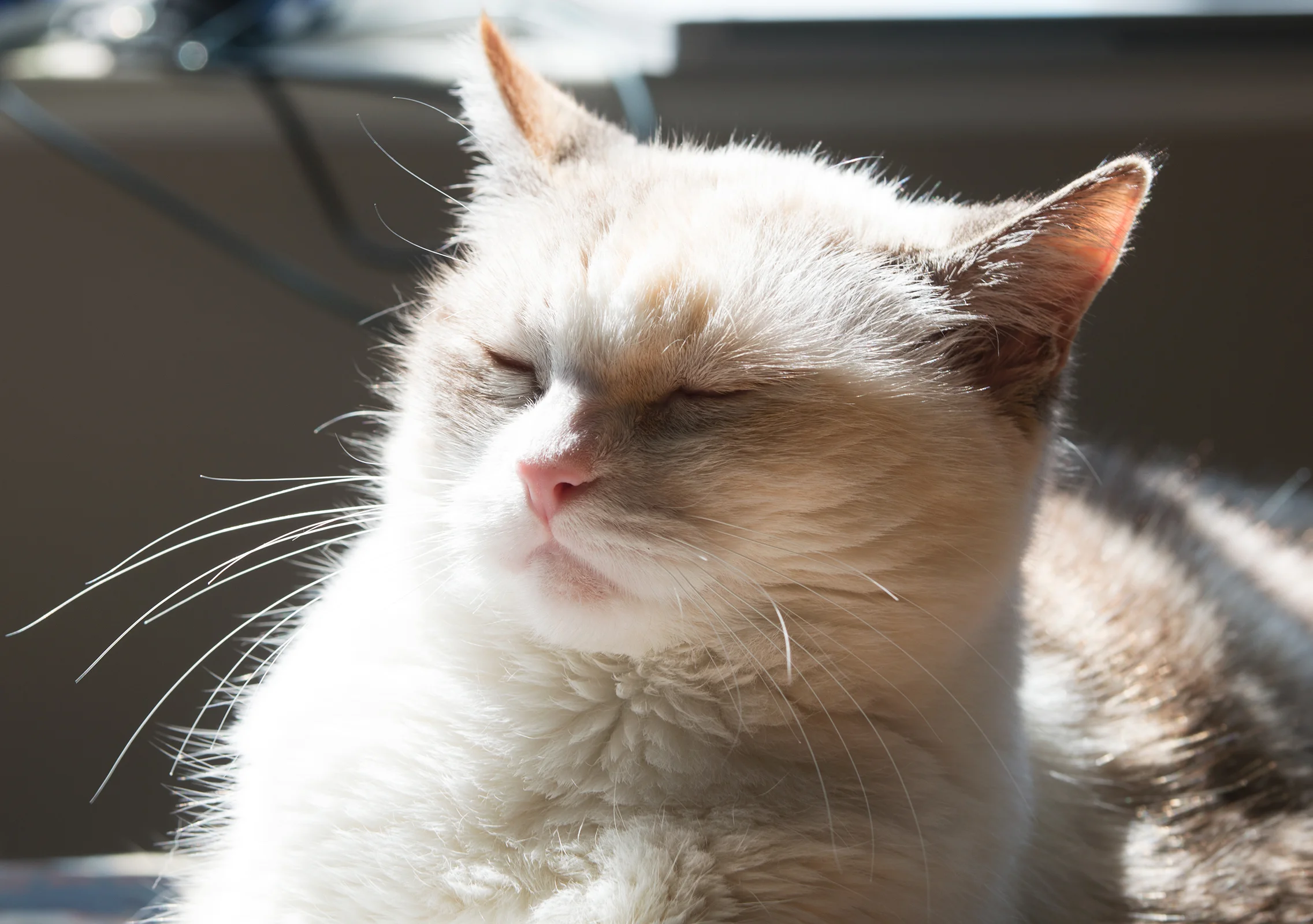 CHARLIE_SUN_PROUD_08JUL17_w.jpg