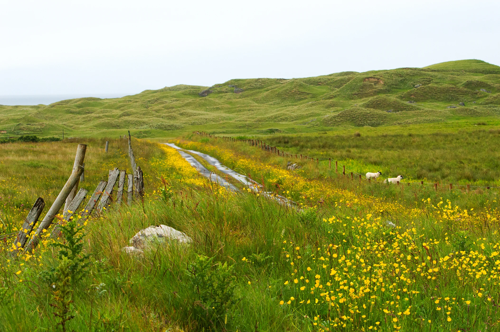 coll_dunes_sheep_w.jpg