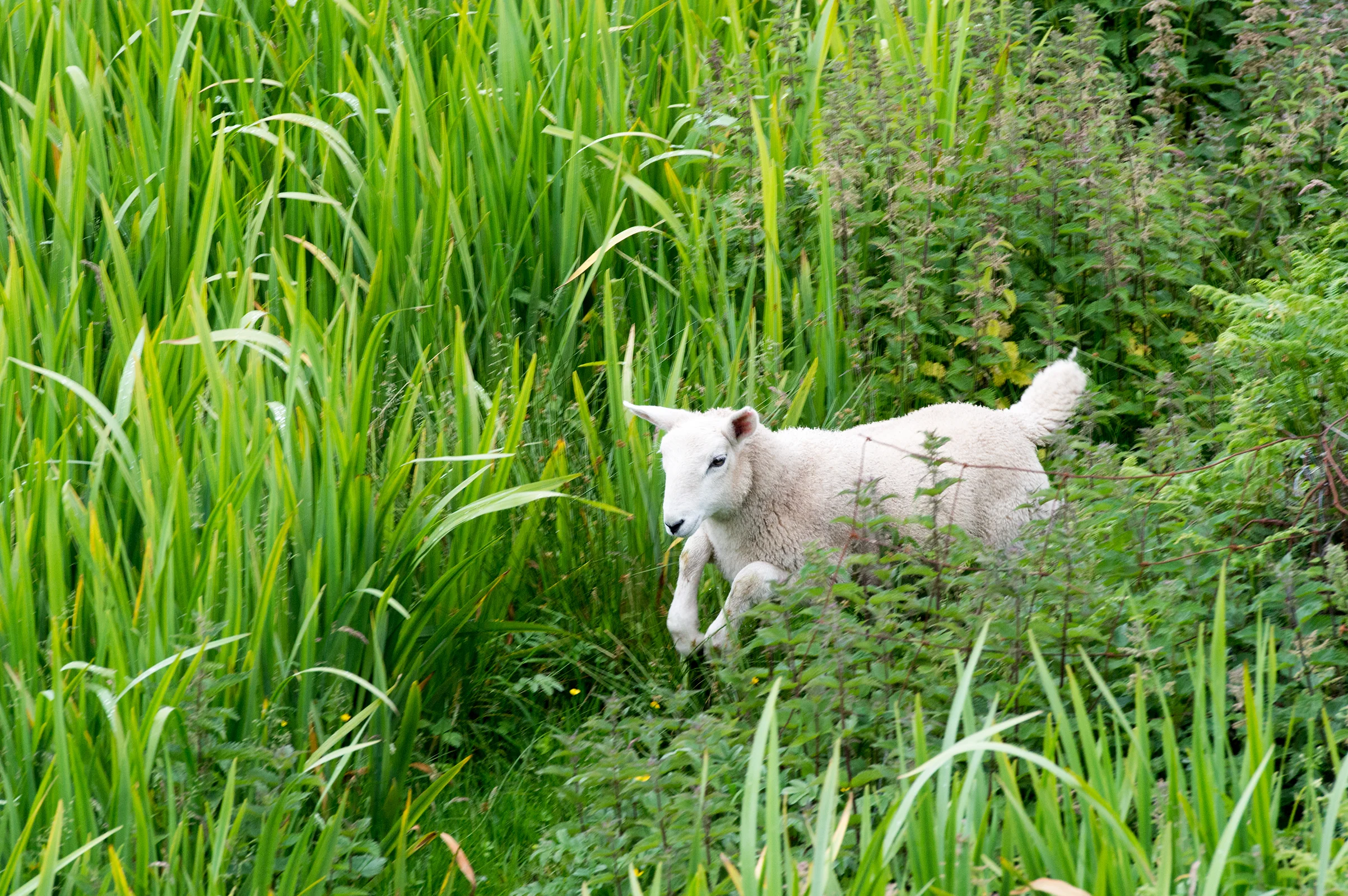 coll_lamb_on_the_lam_w.jpg