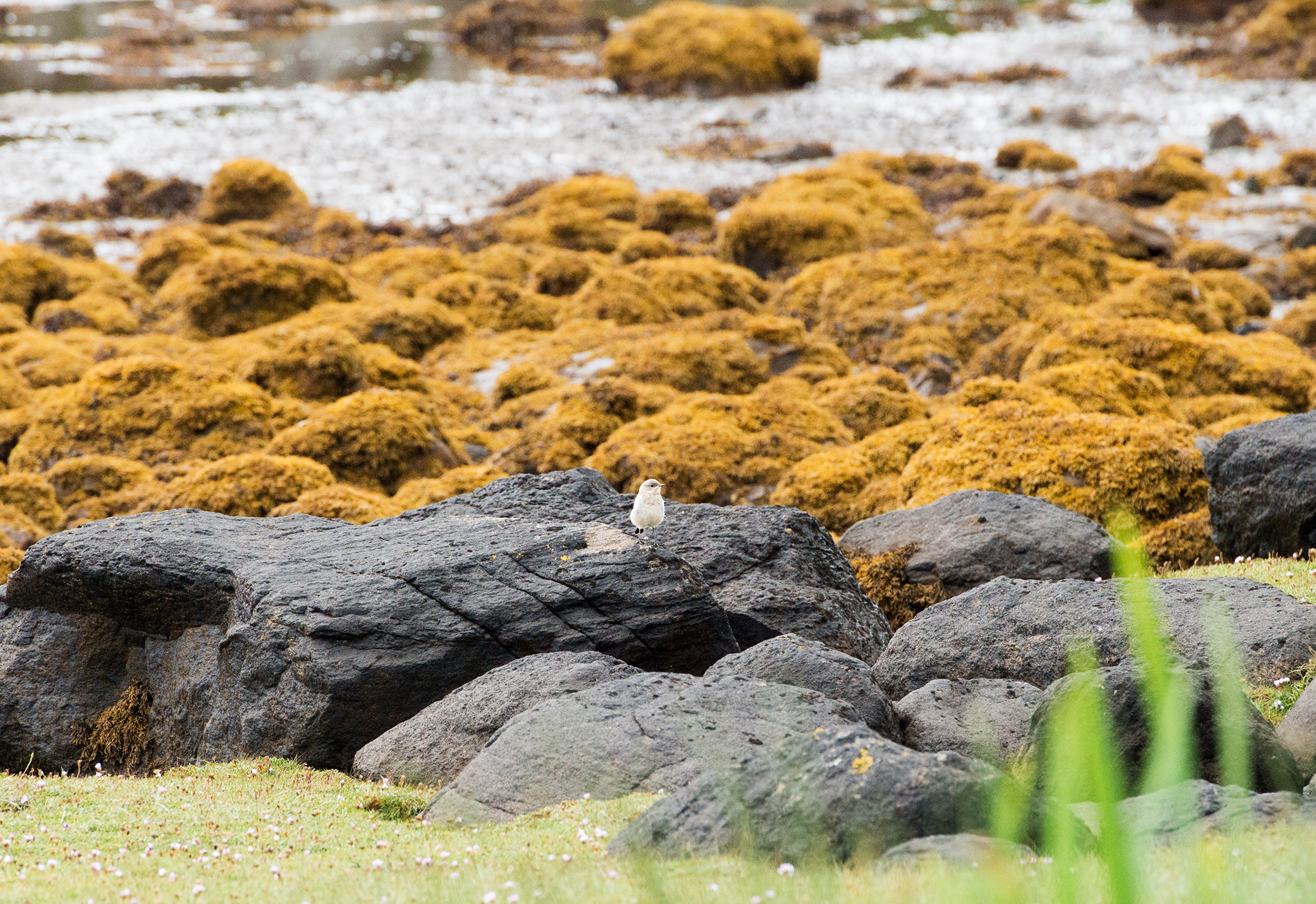 coll_bird_in_a_bog_w.jpg