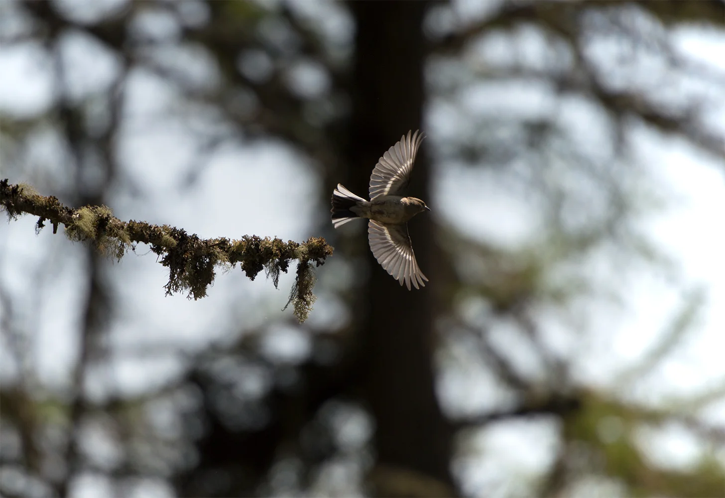 Chaffinch at a picnic spot on the way home from Applecross in May 2017.