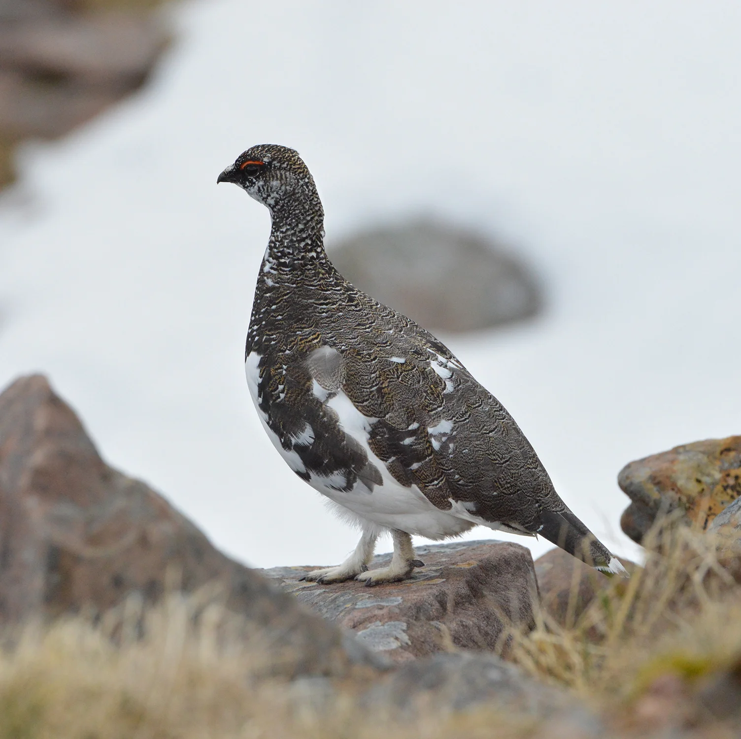 A gorgeous ptarmigan. Taken in May 2017 in Applecross.