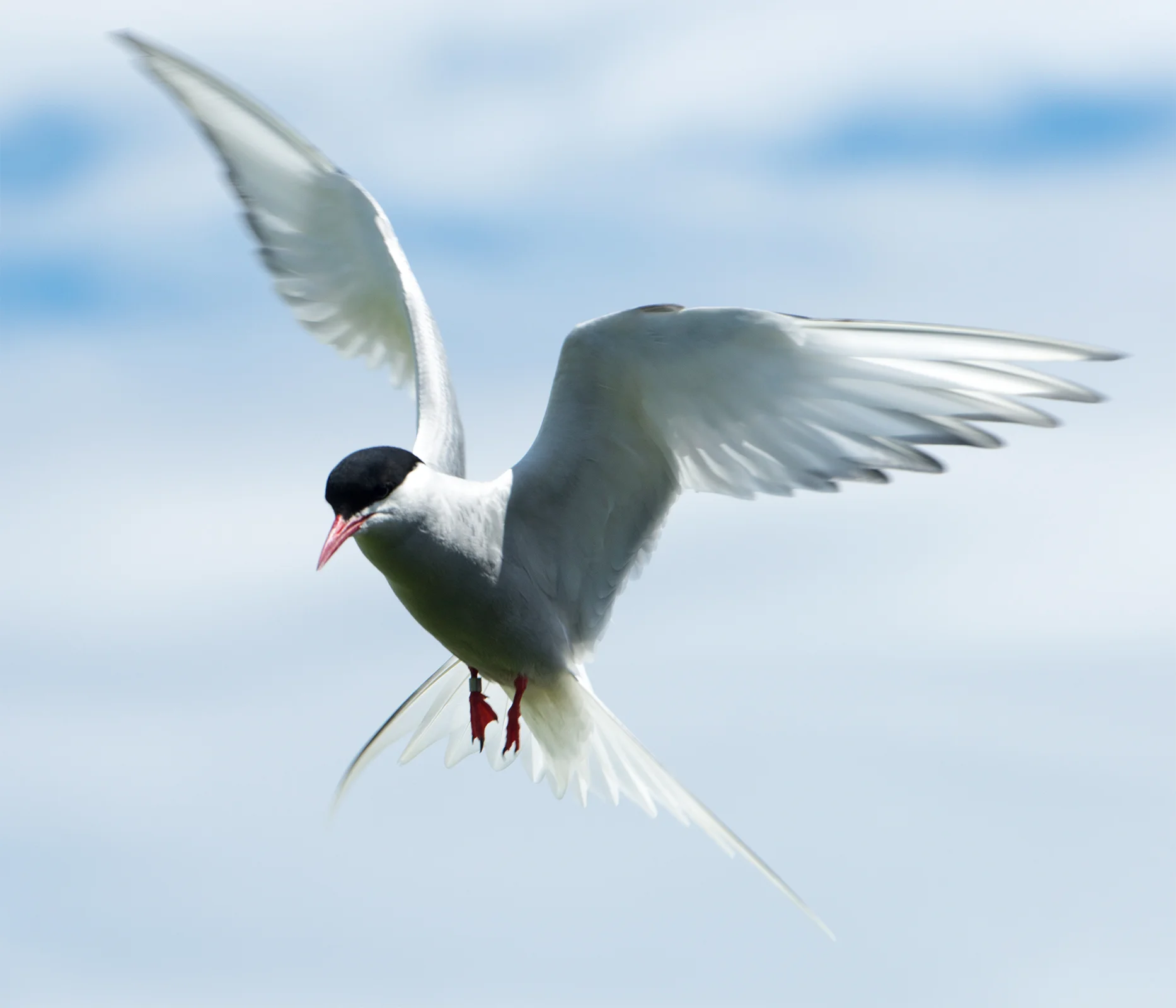 An arctic tern at Isle of May. June 2017