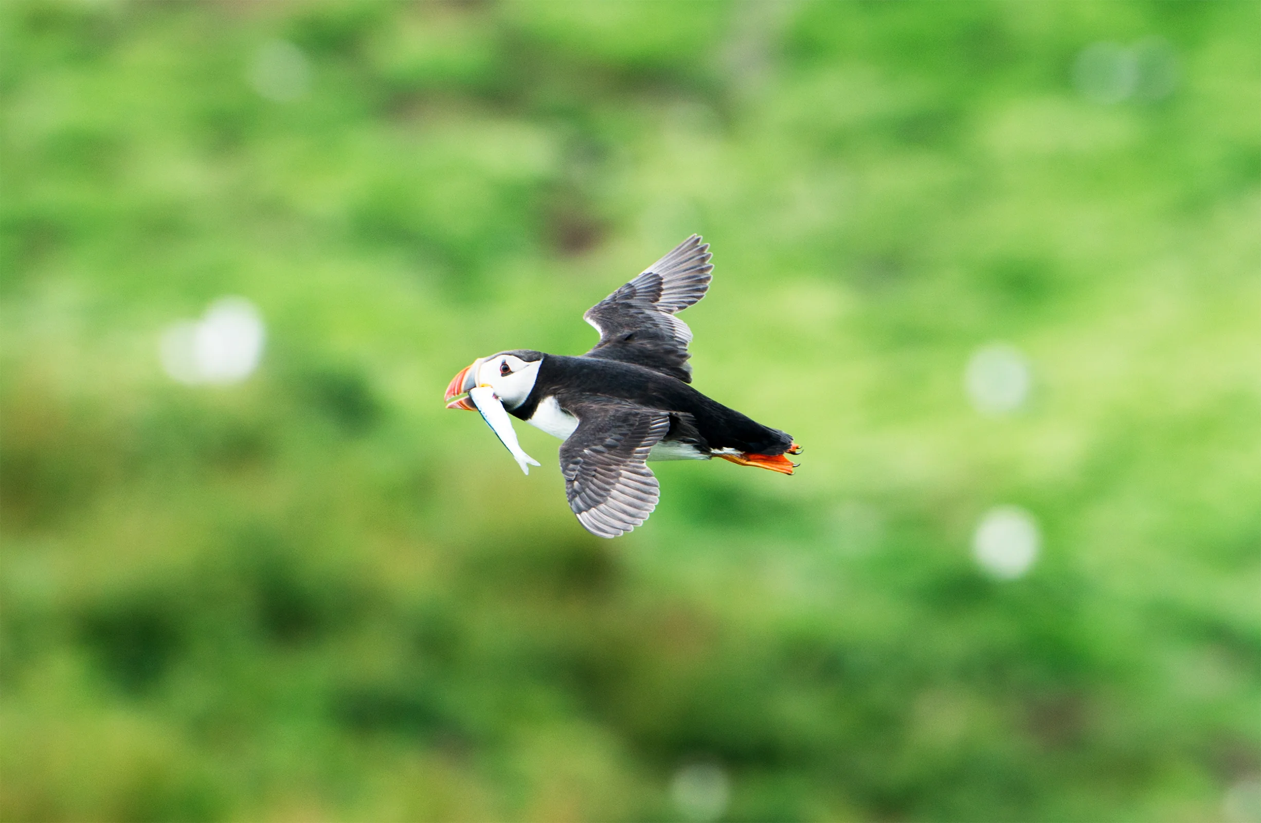 A puffin with a sand eel flying back to its young on Isle of May in late June, 2017