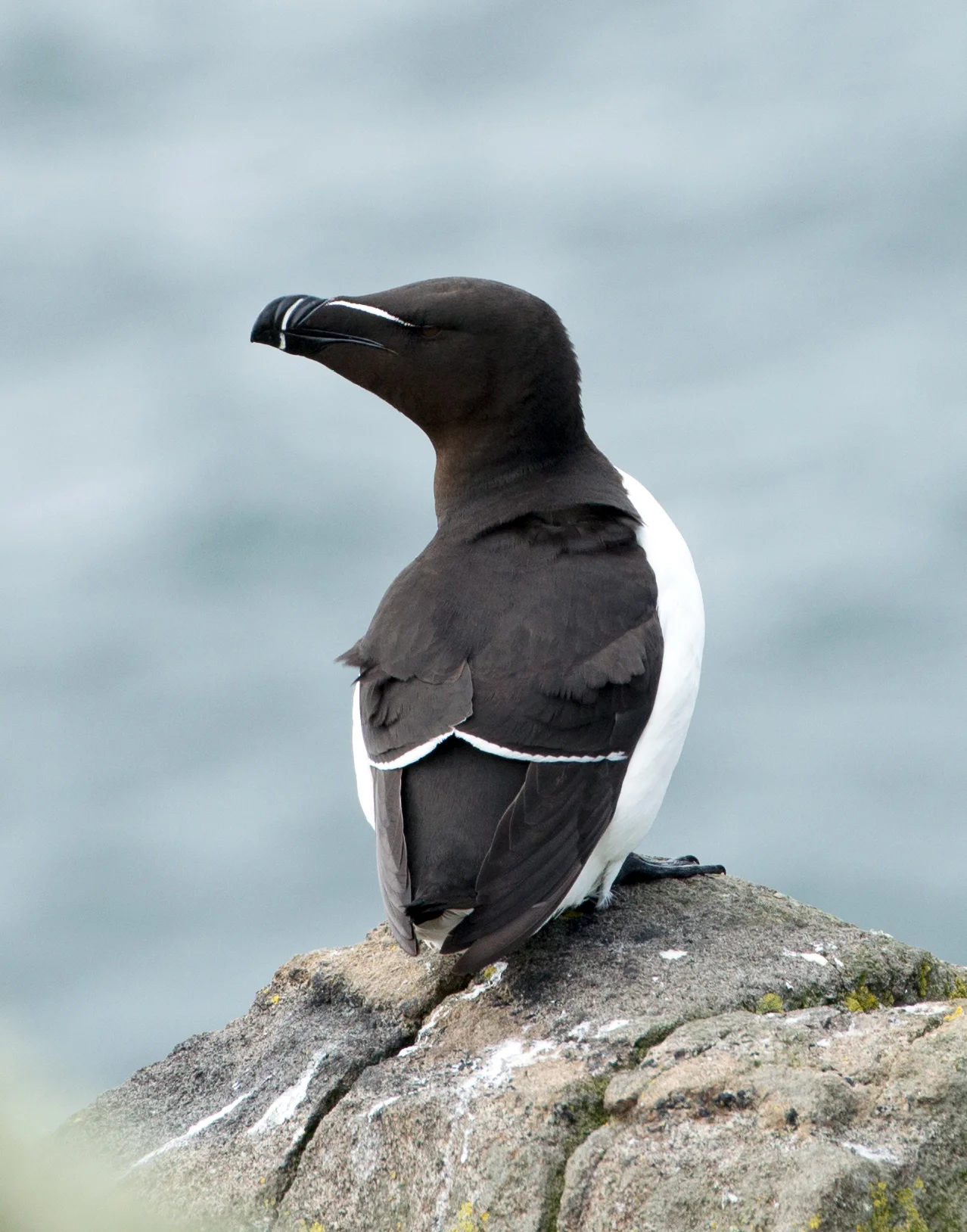razorbill.jpg