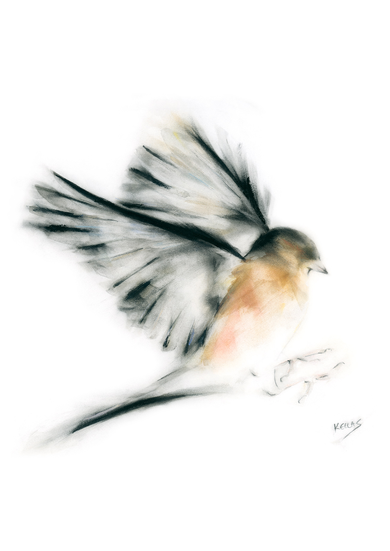 Chaffinch