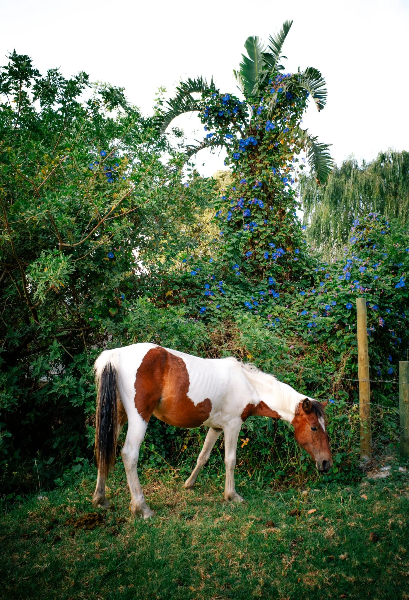 R0000966-2.jpg