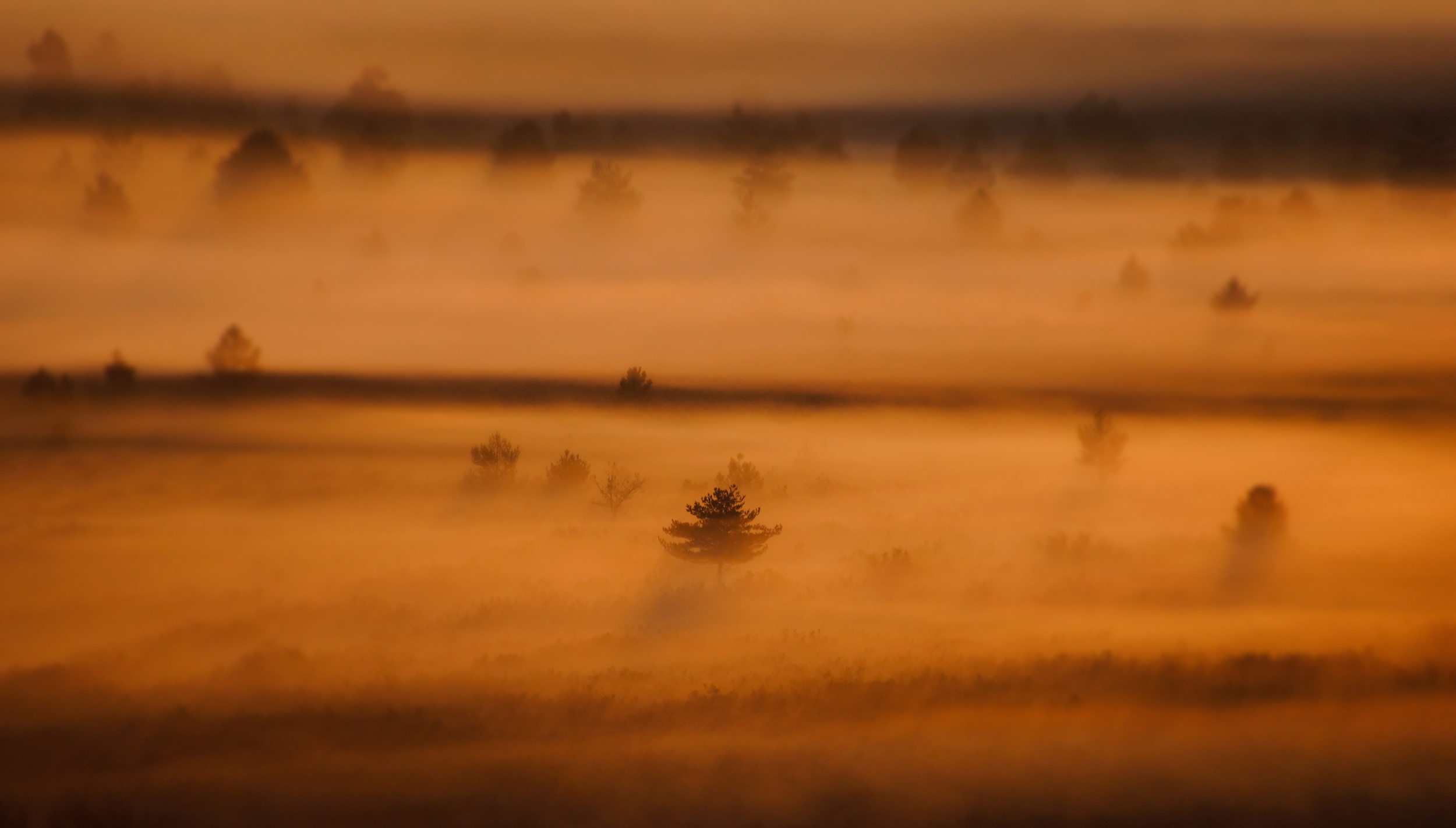 A misty morning in the Sierra de la Culebra on the search for wolves. . .
