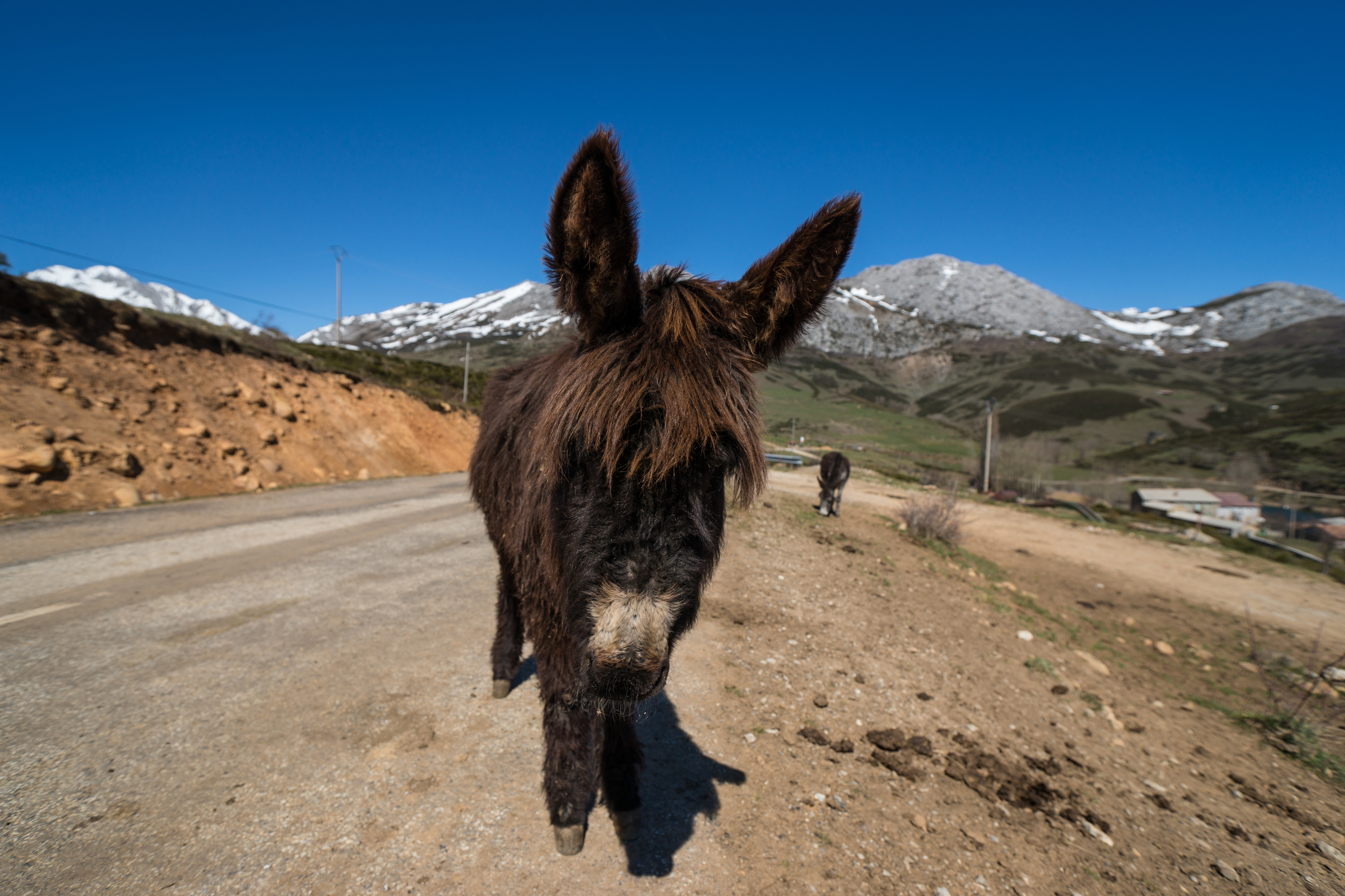 El Burro