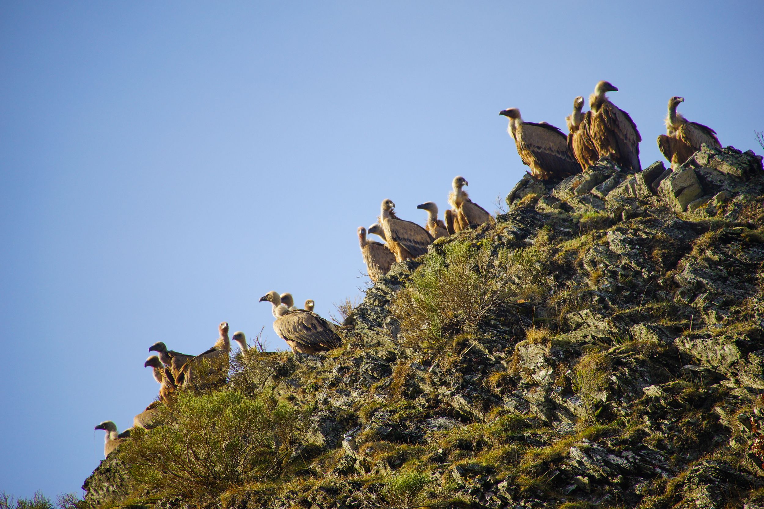 I have not seen this many vultures since the last time I was single.
