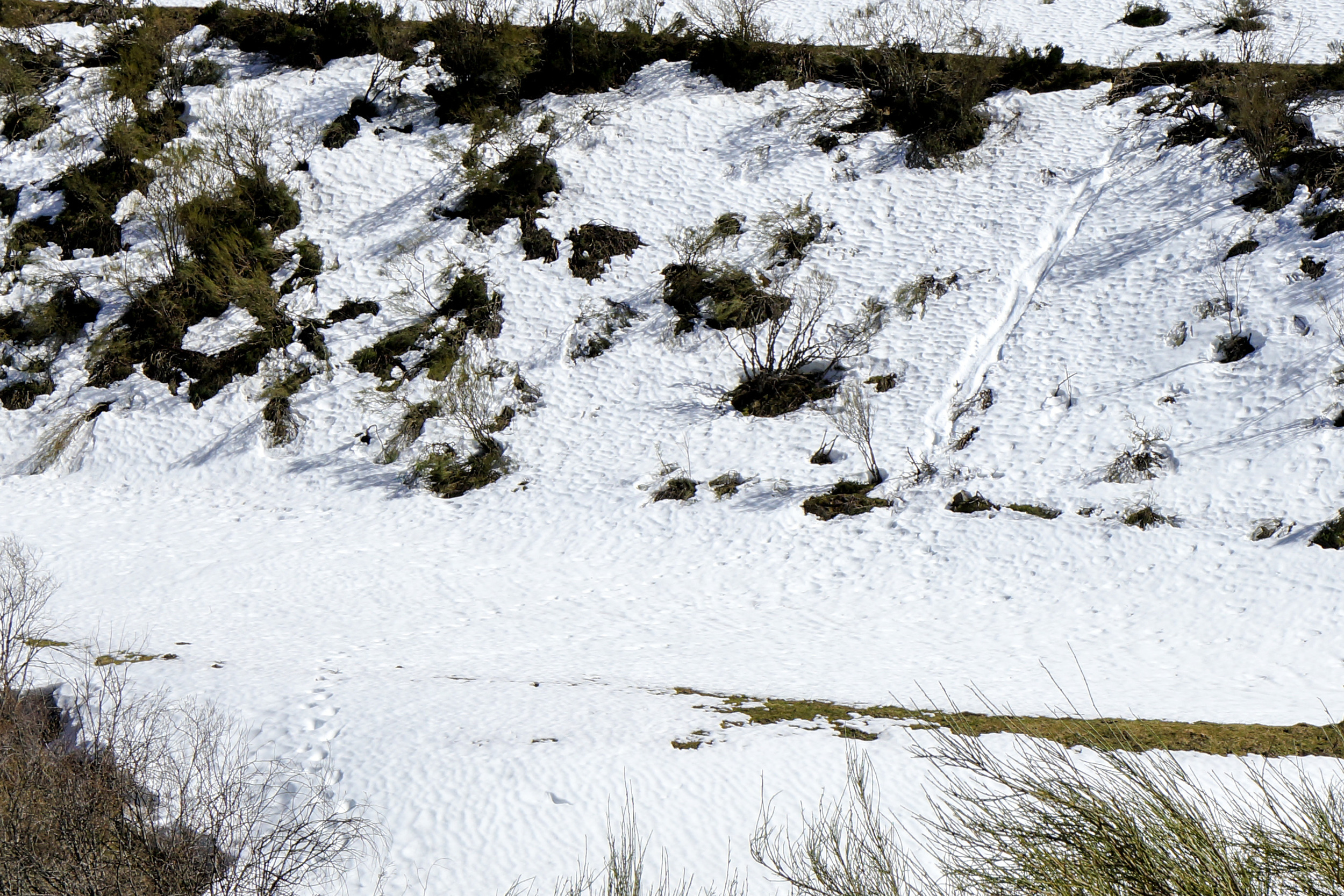 Top right is where the bear slid down the bank, and bottom left are the tracks towards me.