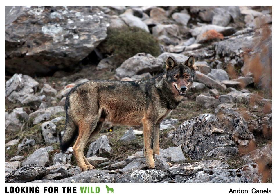 Iberian wolf in the Riano Mountains - photo courtesy of Andoni Canela