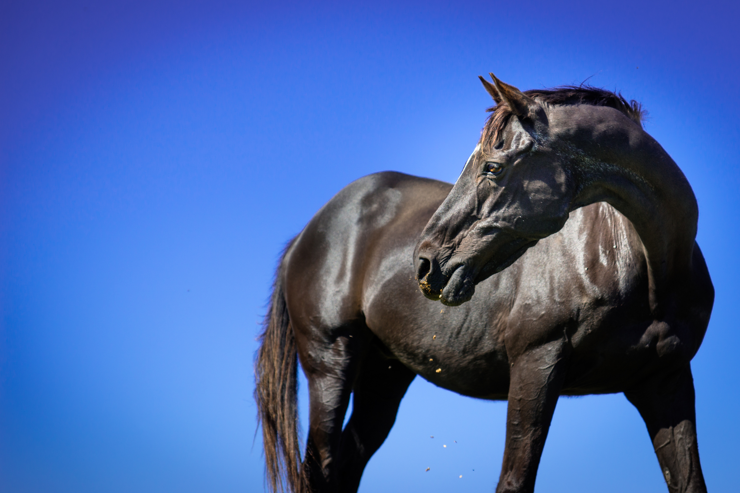 Black pony