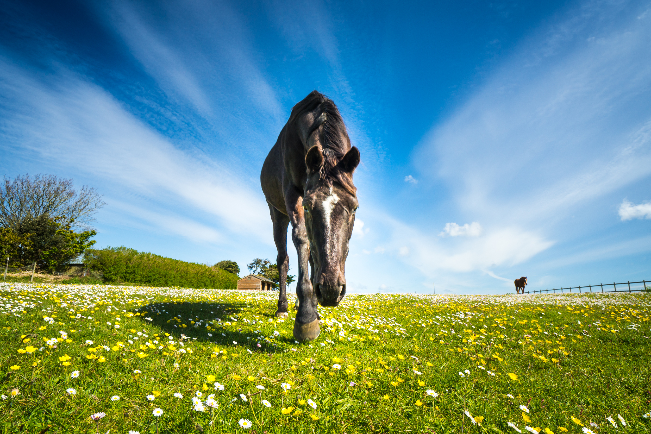 Black pony. . .