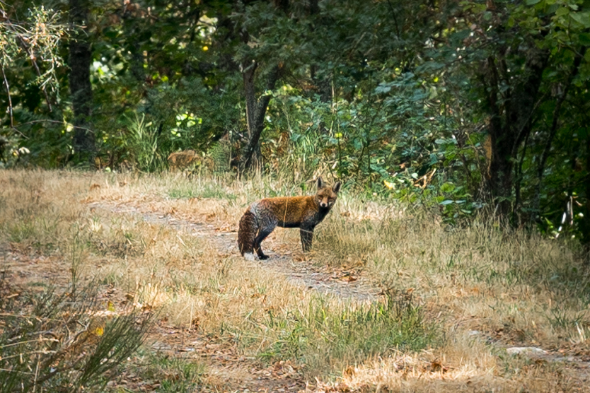 This cute little fellow was quite inquisitive, until it spotted Attackdawg®. . . 