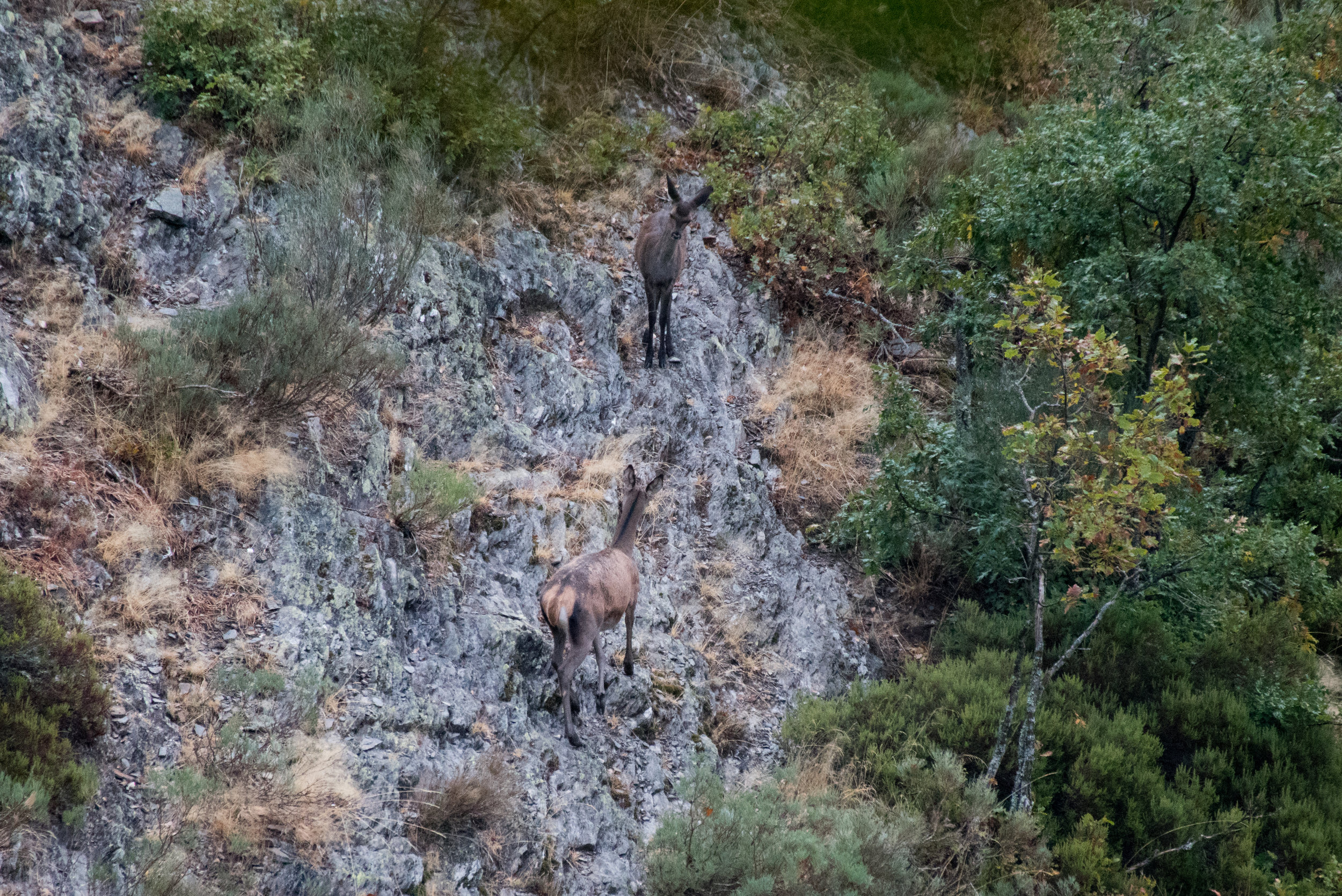 Deer making their way along the steep slopes.
