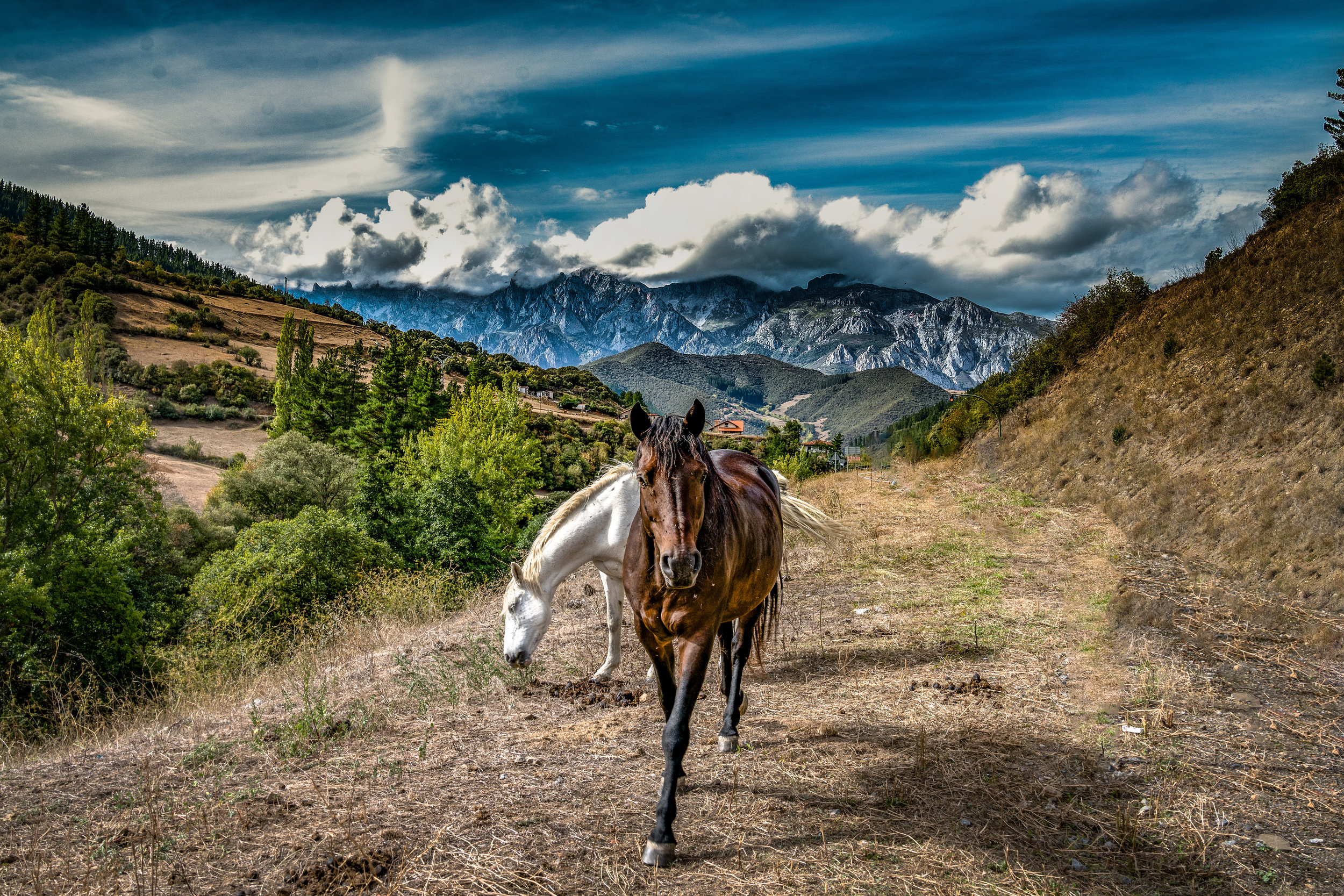 Ponies and the Picos