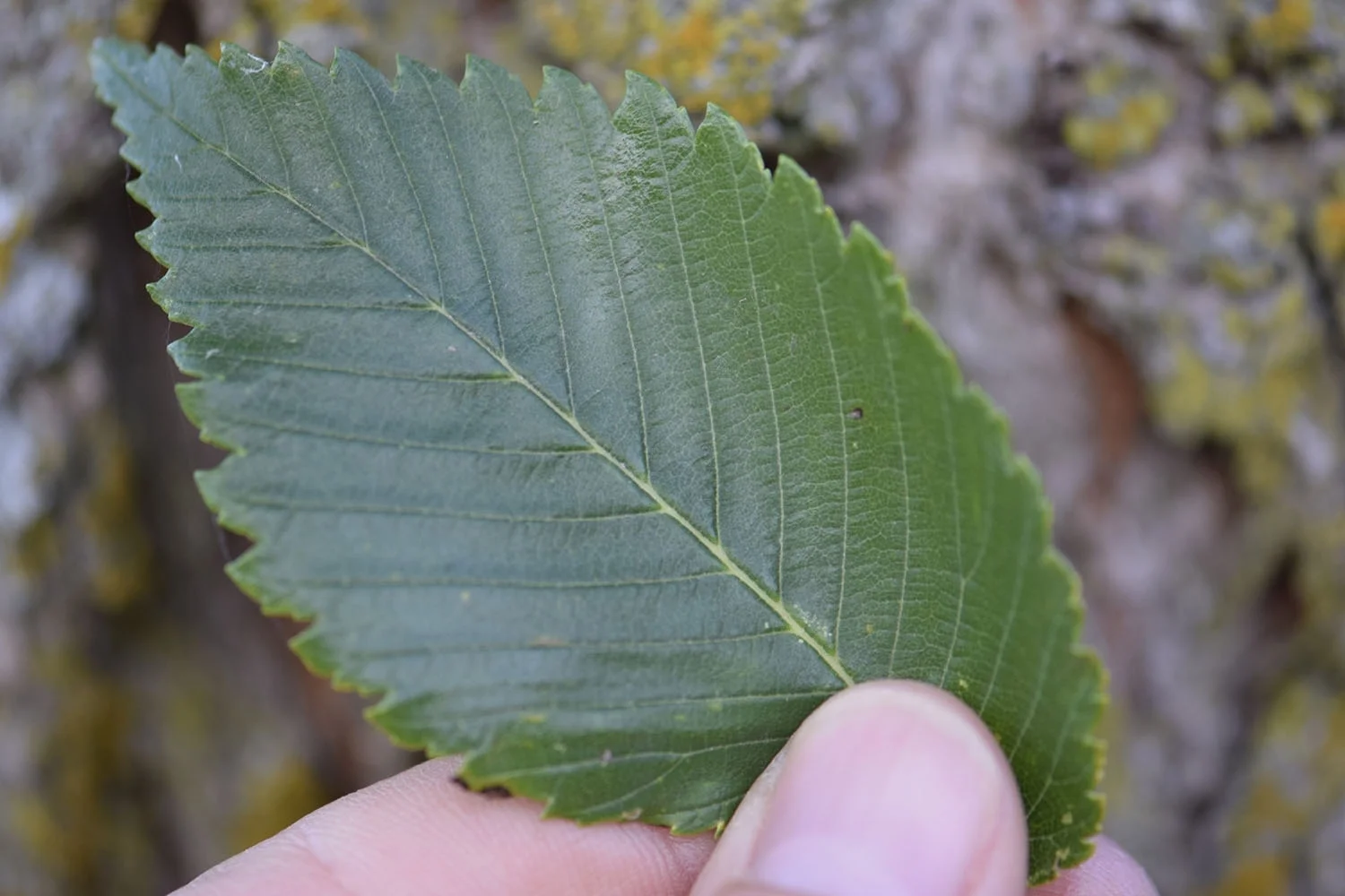    
  
 0 
 0 
 1 
 17 
 99 
 Natural Forces 
 1 
 1 
 115 
 14.0 
  
  
 
  
    
  
 Normal 
 0 
 
 
 
 
 false 
 false 
 false 
 
 EN-US 
 JA 
 X-NONE 
 
  
  
  
  
  
  
  
  
  
  
 
 
  
  
  
  
  
  
  
  
  
  
  
  
    
  
 
 
 
 
 
 
 
 