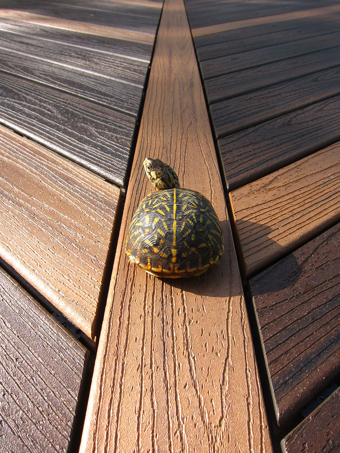  Eco-Friendly - Trex Transcend® decking material. An estimated 100,000 grocery bags were recycled for this deck. 