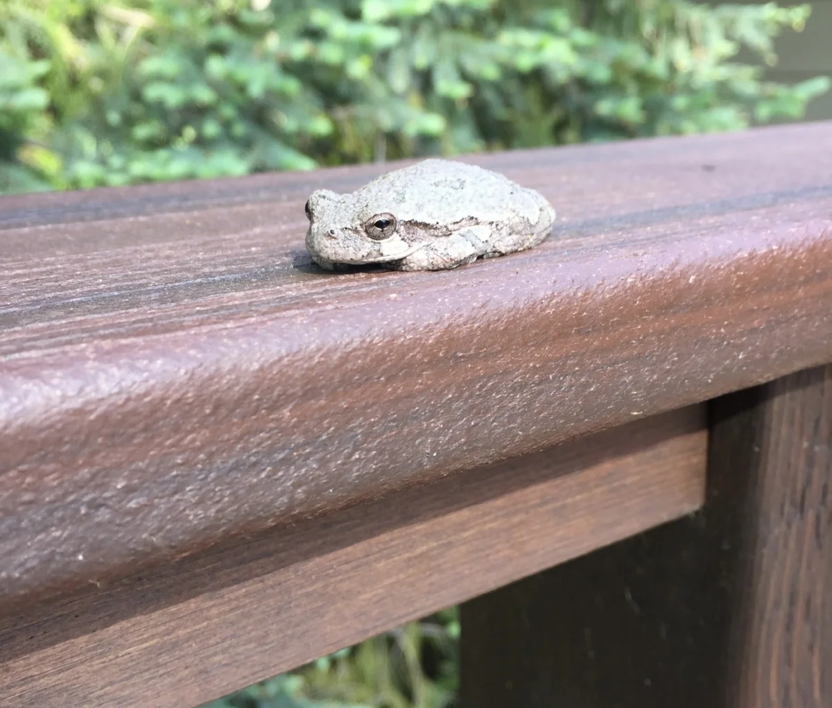  A nice, wide railing top provides a place for your drink or for a friend to rest. 