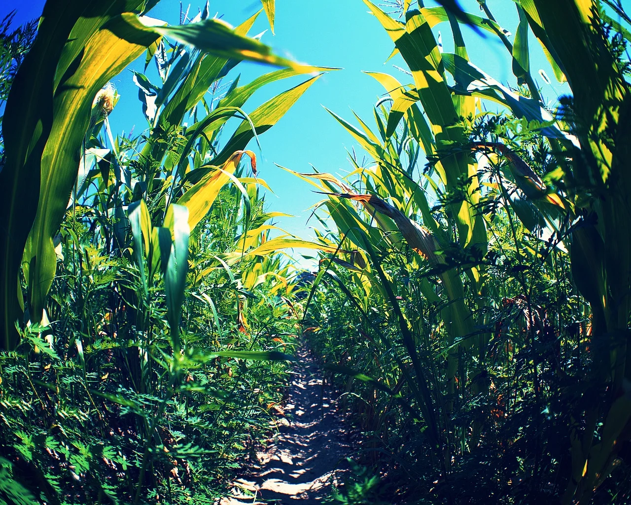 Corn Maze Oct. 4