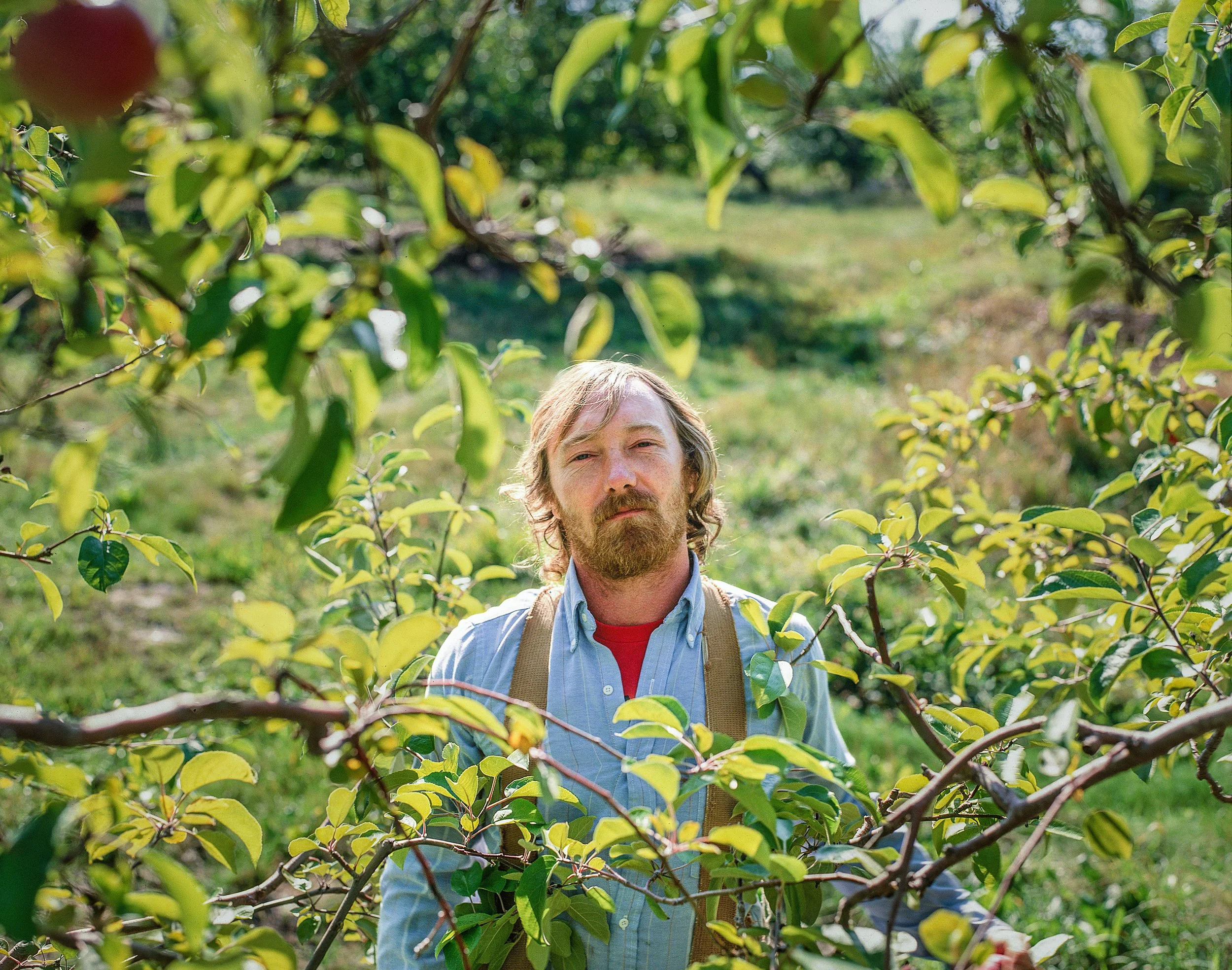 Apples_1.jpg