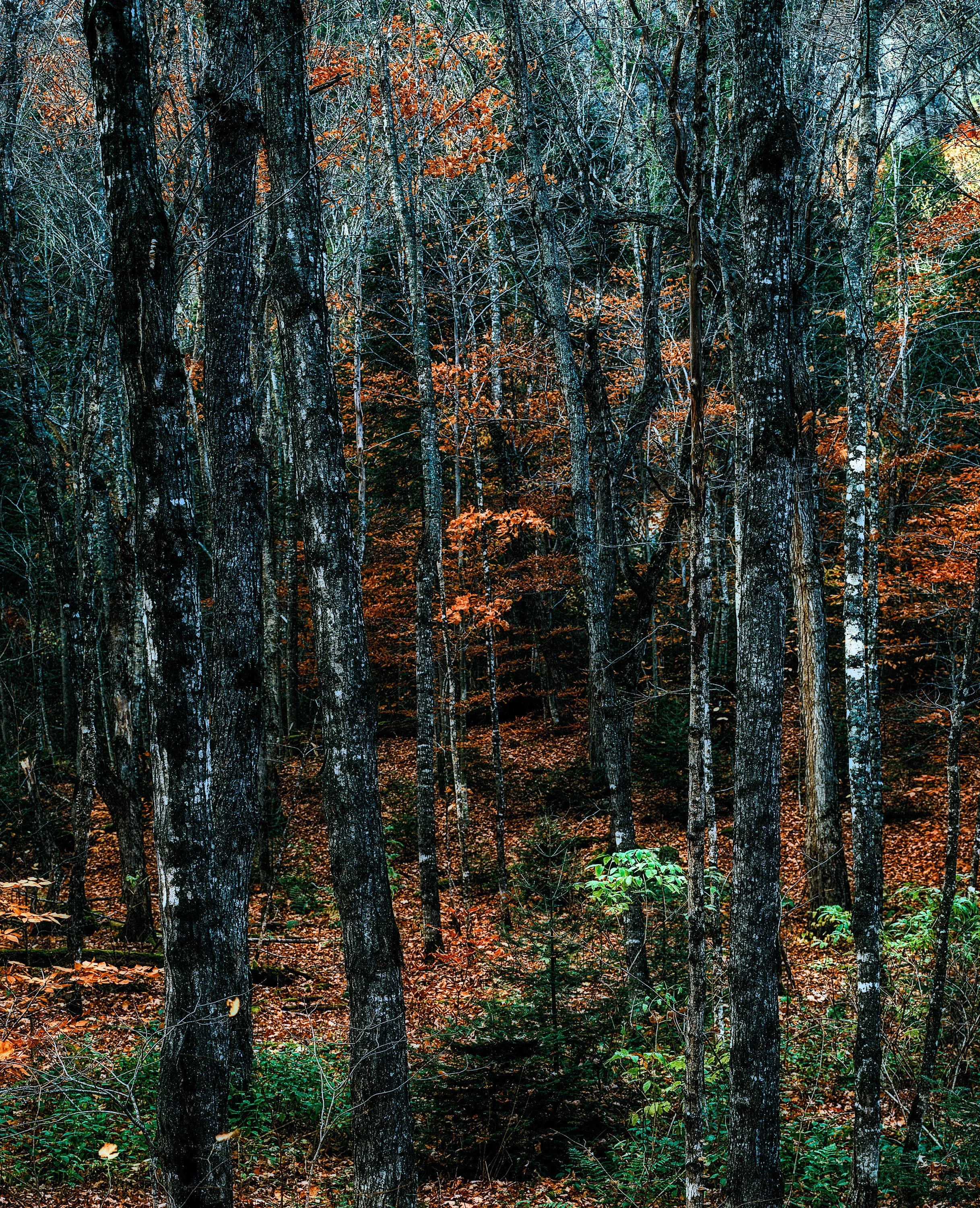 me forest-Edit.jpg