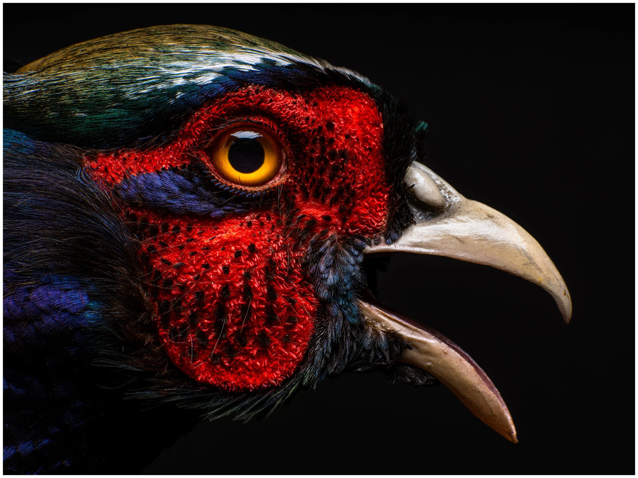 Aix_Taxidermy_12-09-2026-165-Edit.jpg