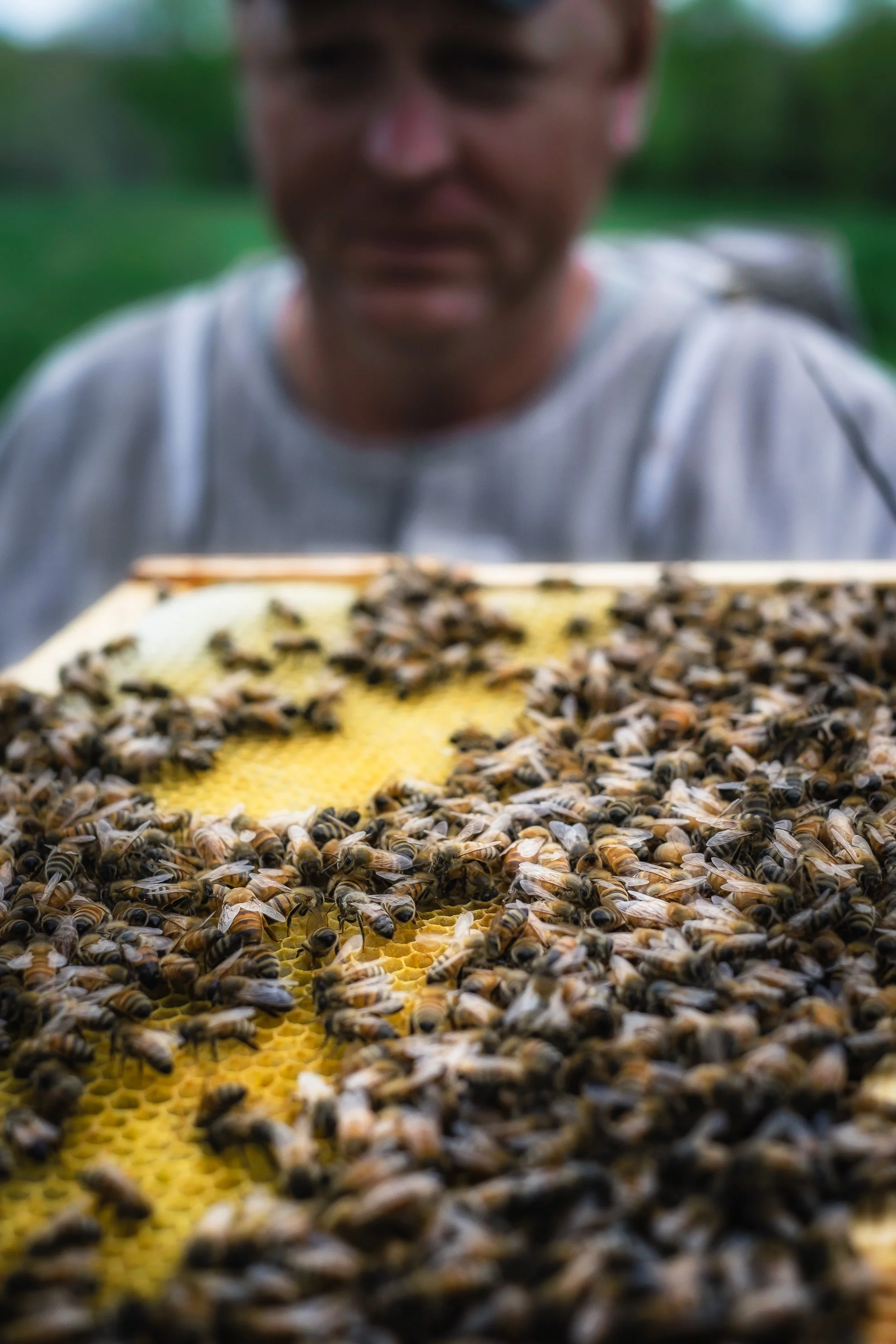 X-T1_Bees_CT_05-2016-355-Edit.jpg