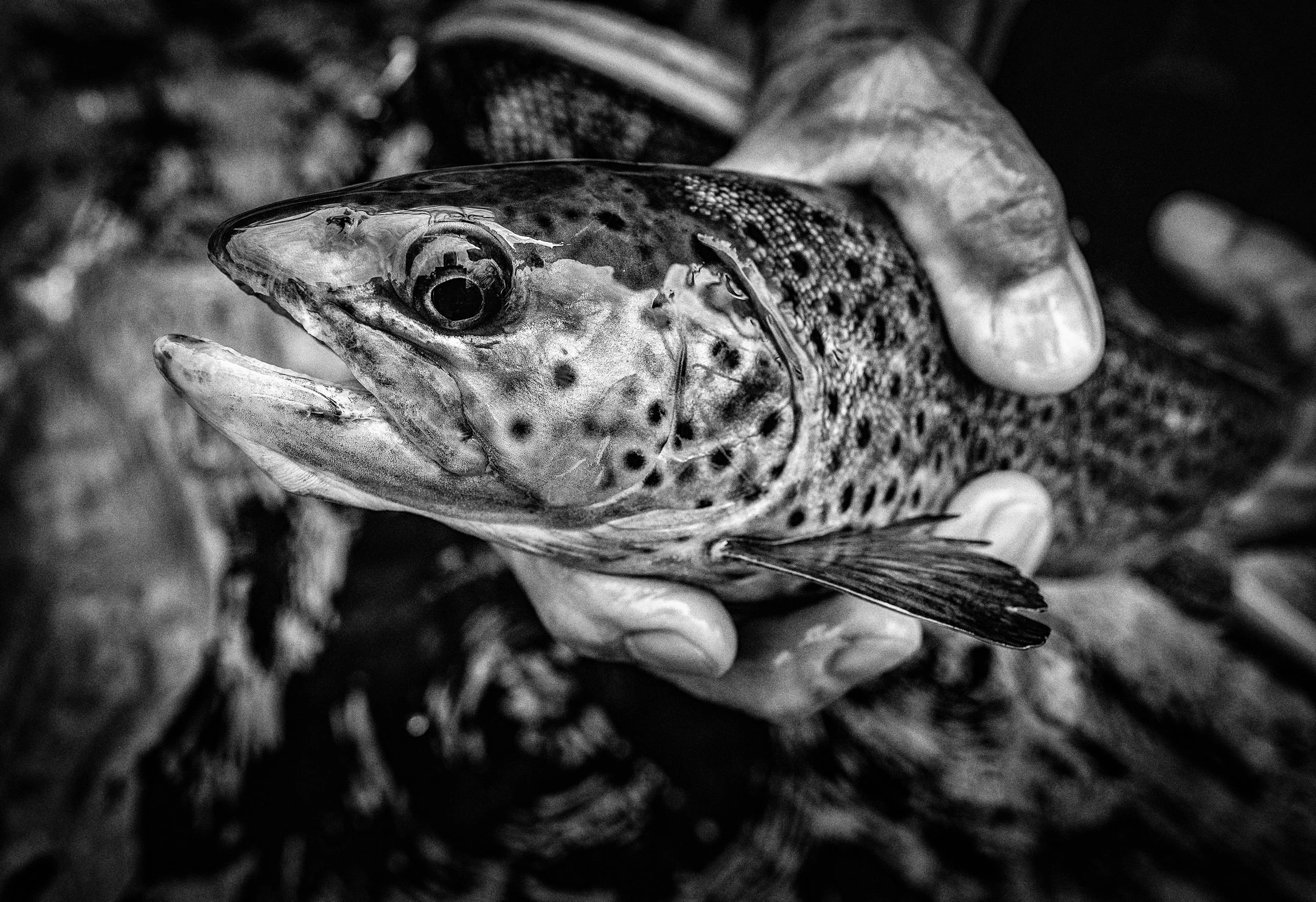 M_Swenson_CT_05-2017-1200-Edit.jpg