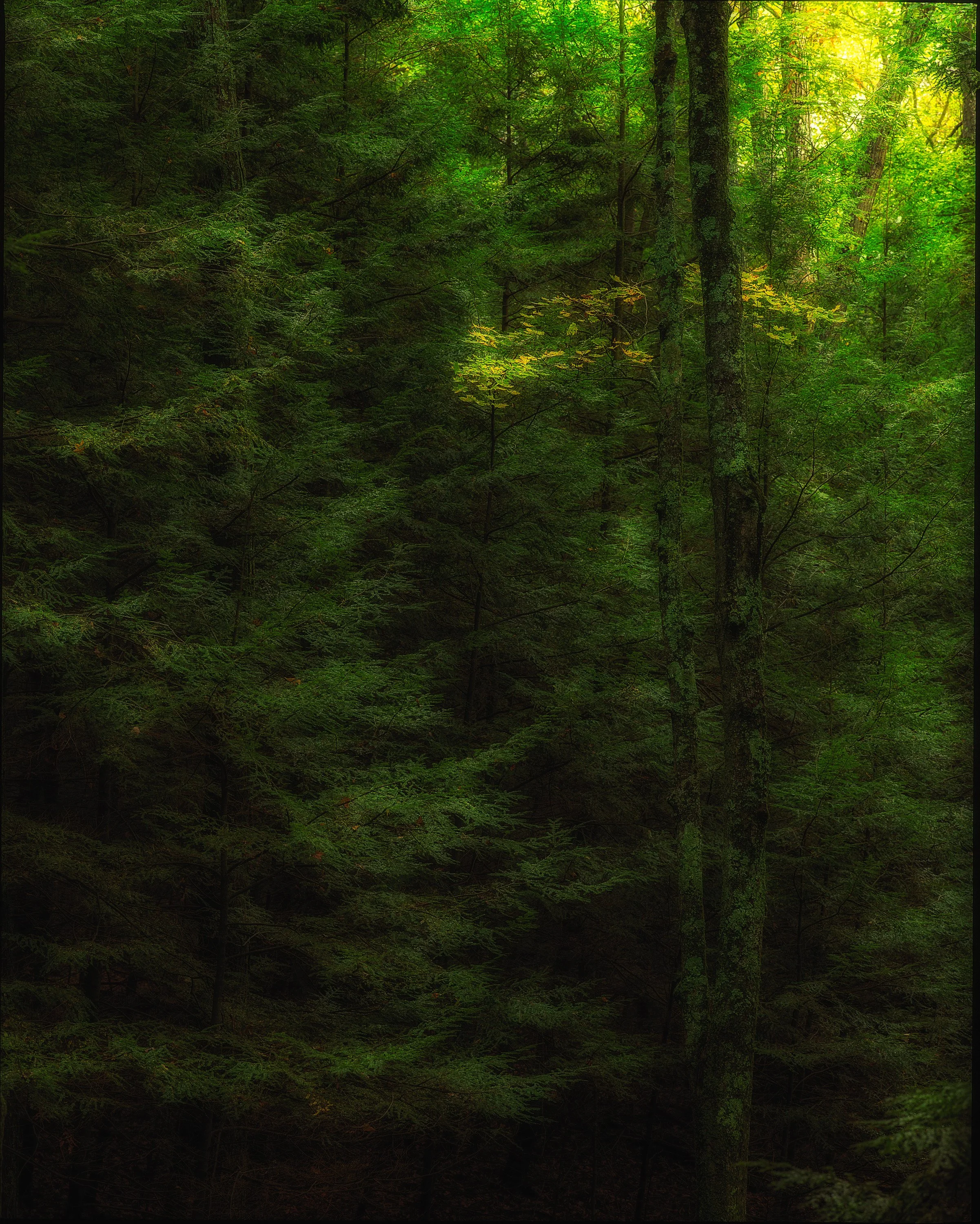 ct FOREST-Edit.jpg