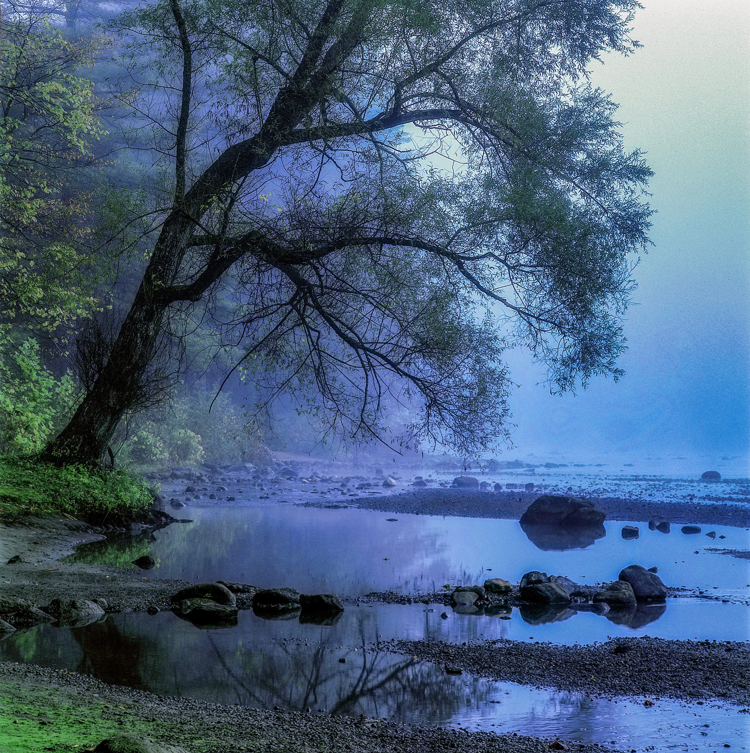 ct TREE-Edit.jpg