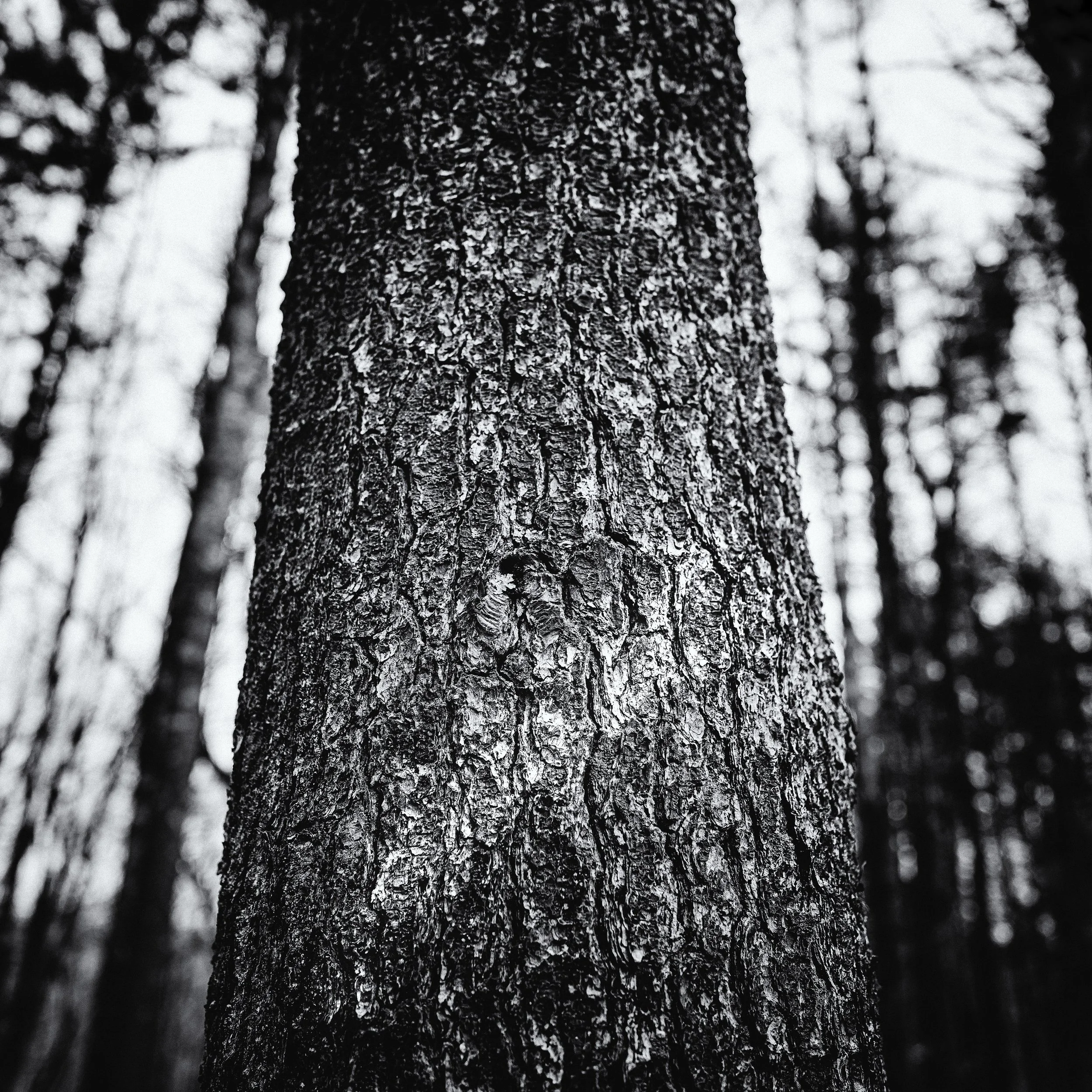 Logging