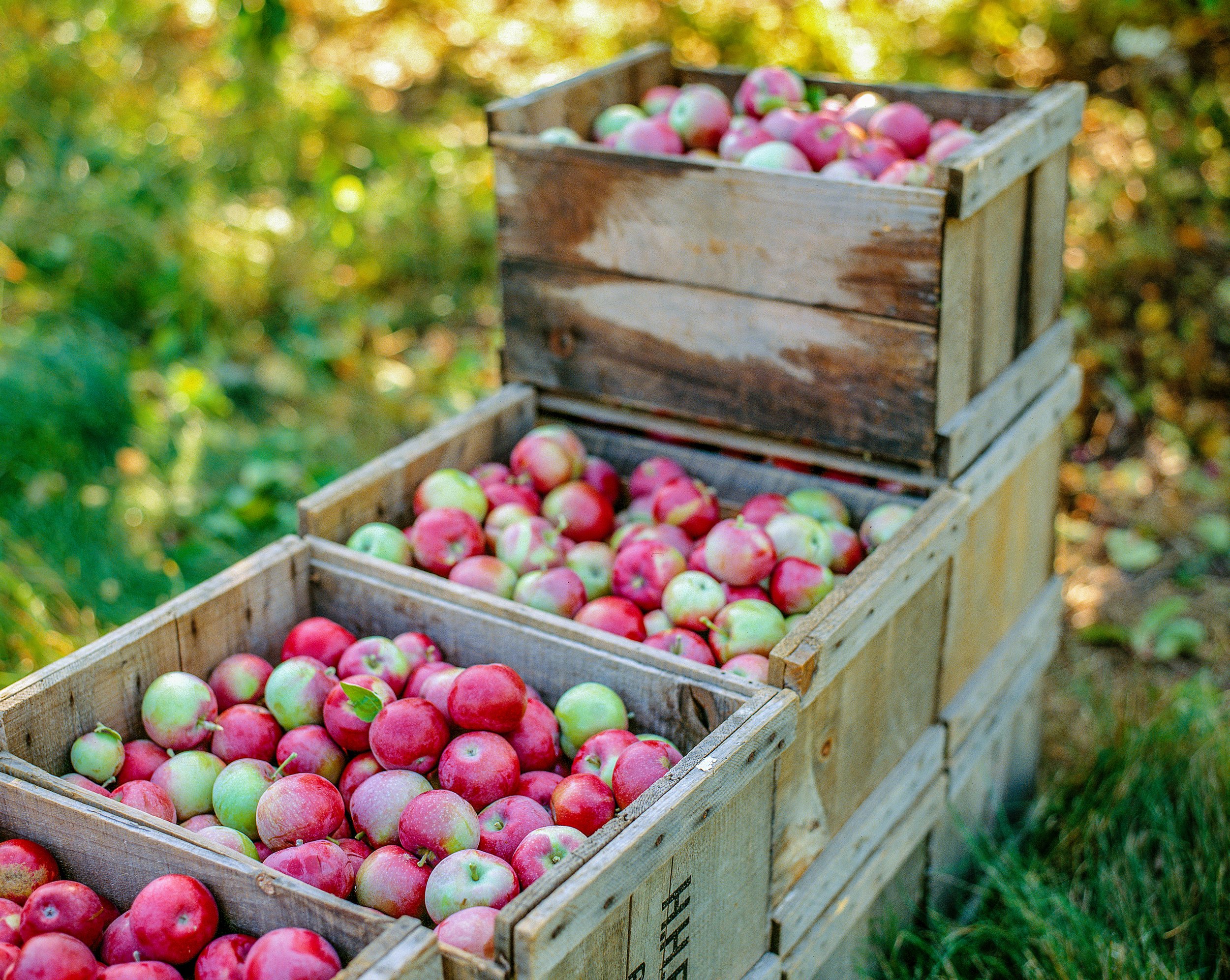 Apples_2.jpg