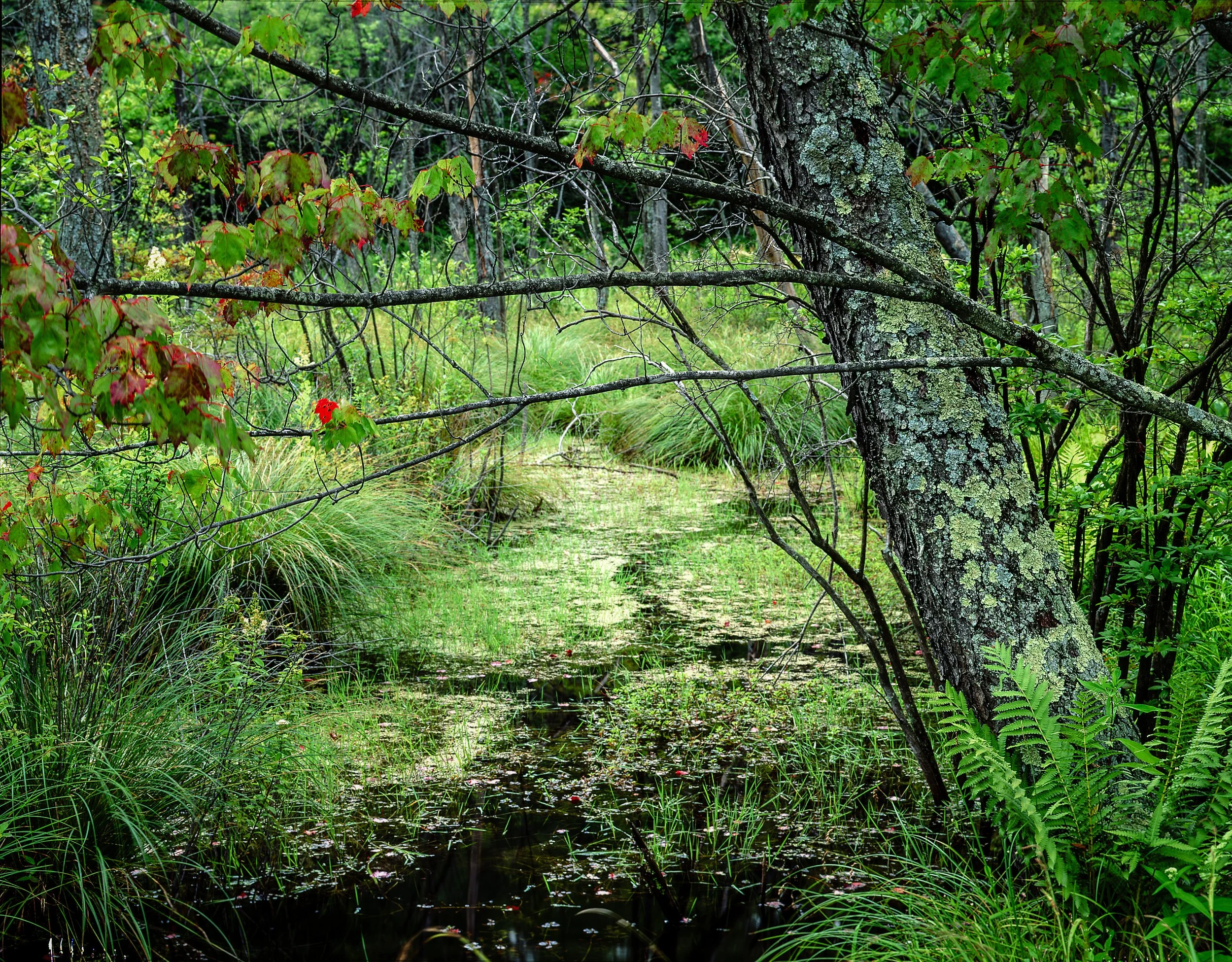 CT SWAMP.jpg