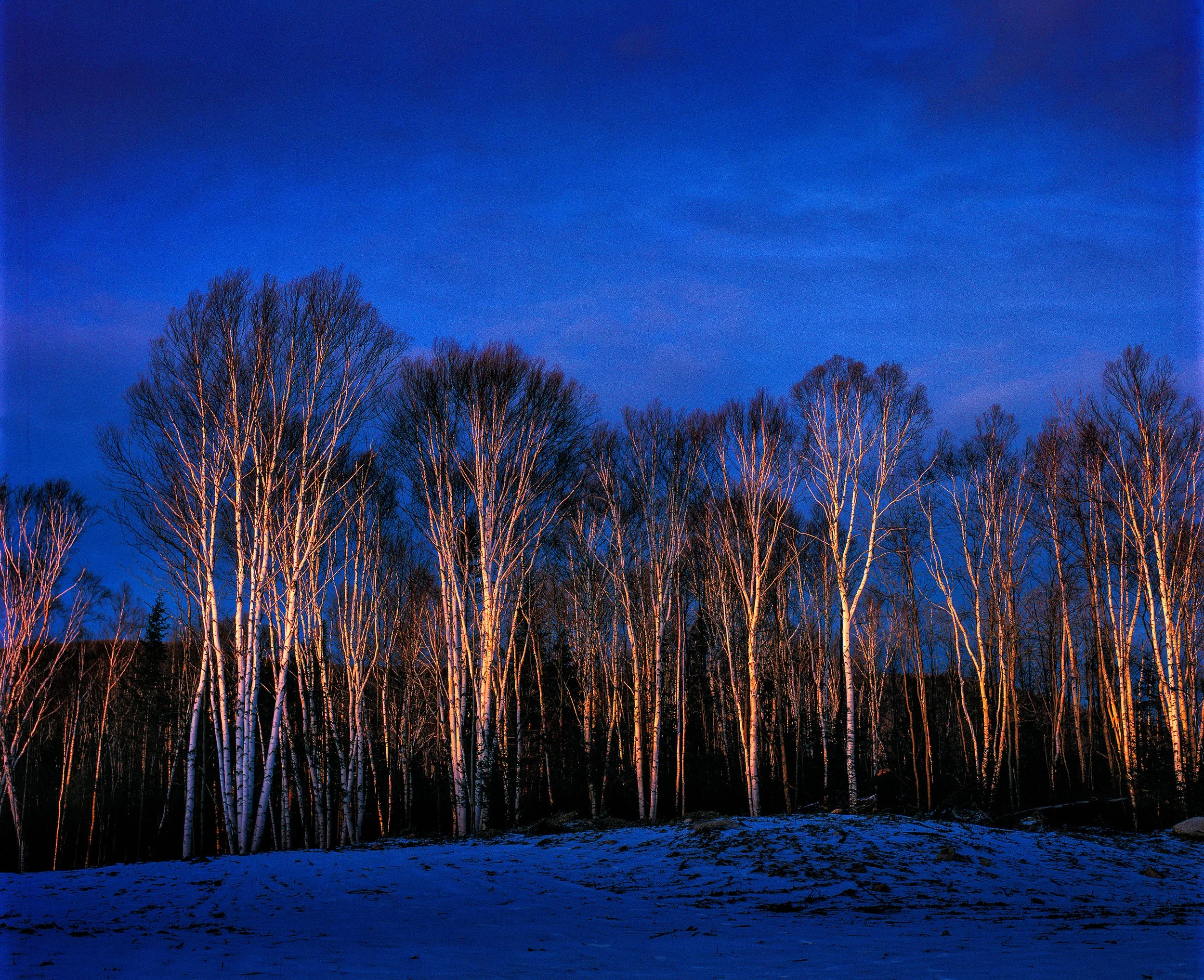 nh trees-Edit.jpg