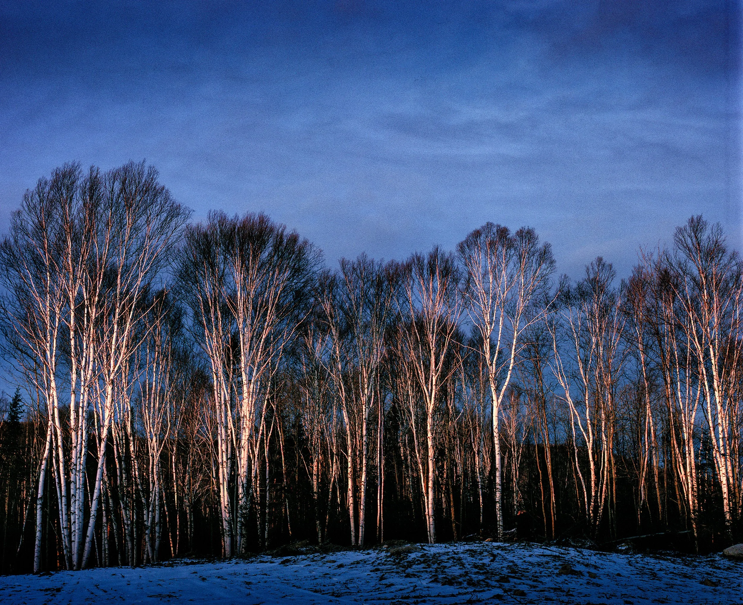 nh trees-Edit.jpg