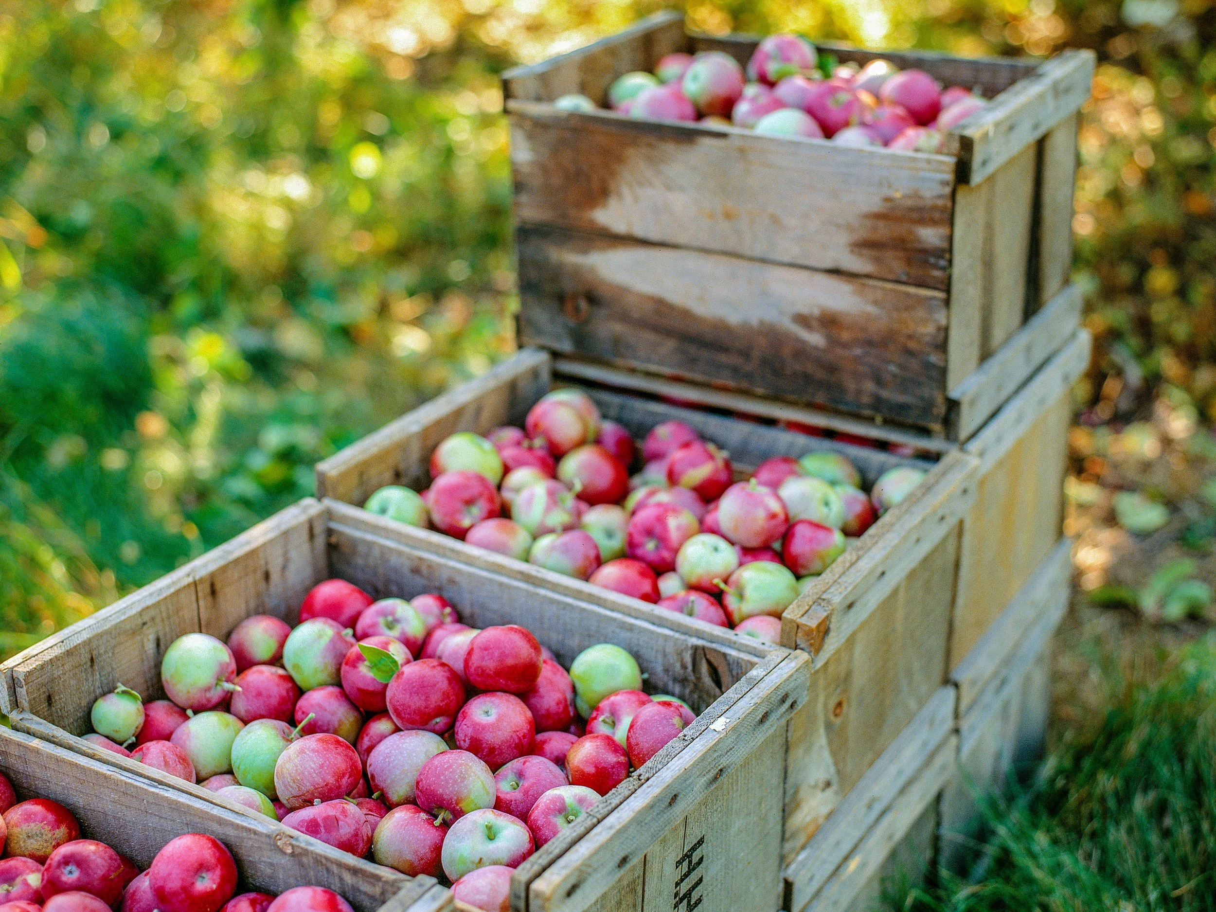 me apples crates.jpg
